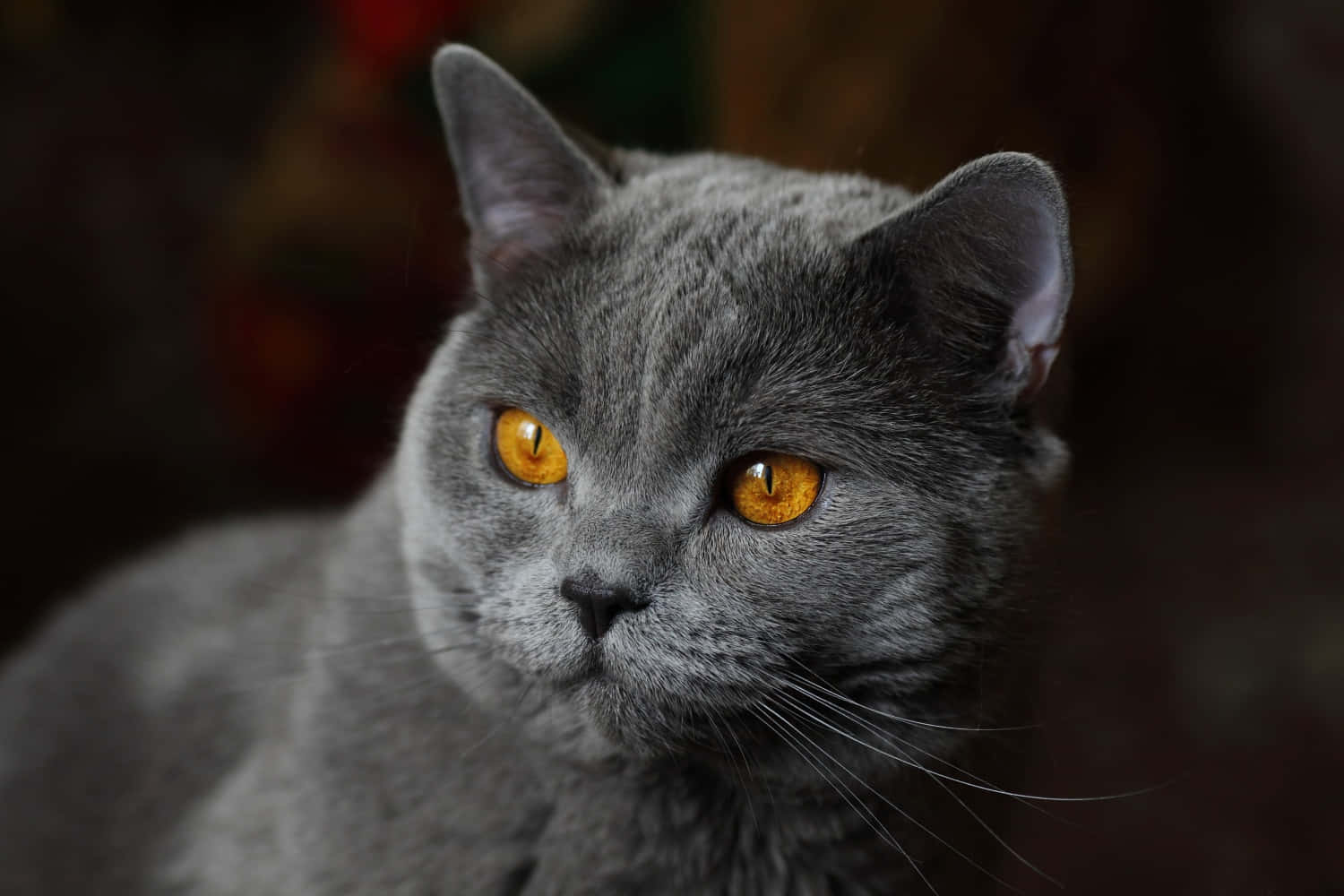 grey cat 桌布 壁紙 — 一隻灰色英國短毛貓的特寫，擁有引人注目的琥珀色眼睛，在黑暗模糊的背景前凝視。