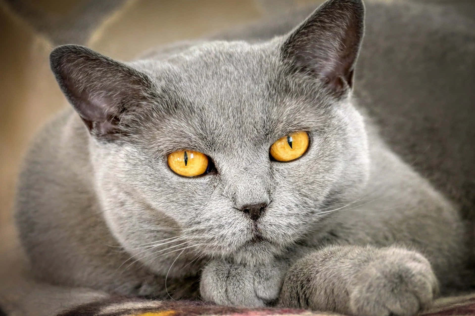 grey cat 桌布 壁紙 — 一隻灰色英國短毛貓的特寫，擁有引人注目的金色眼睛，專注地凝視著鏡頭。