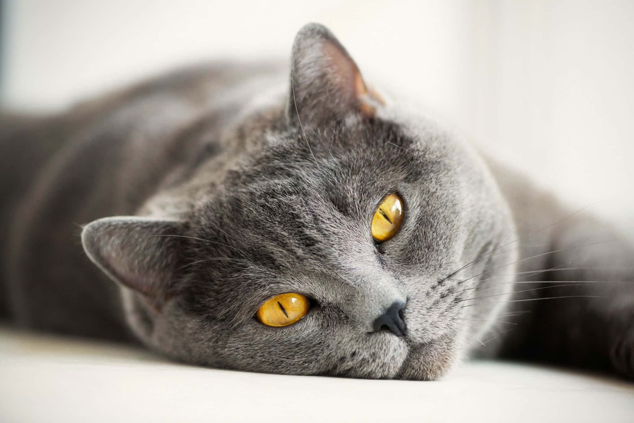 grey cat 桌布 壁紙 — 一隻灰色英國短毛貓的特寫，擁有引人注目的黃色眼睛，正休息在白色表面上。