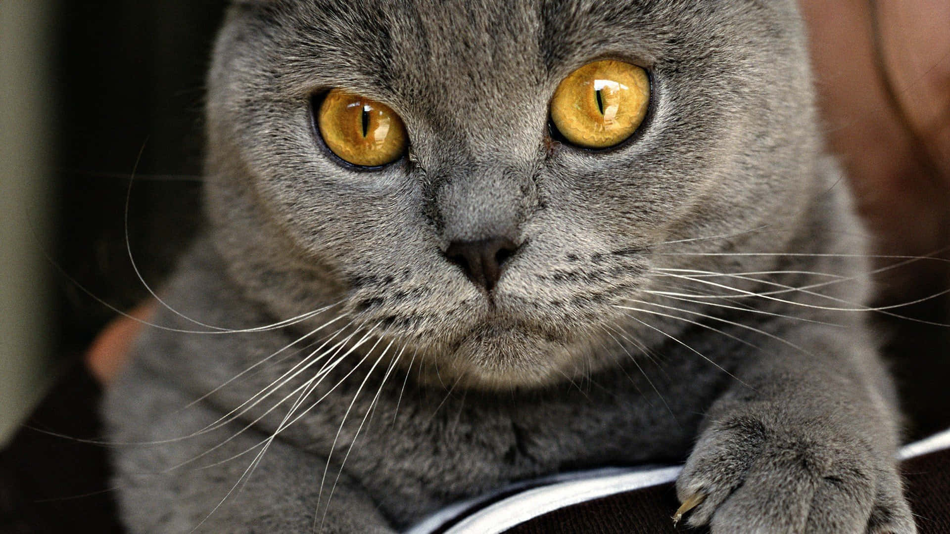 Chartreux 桌布 壁紙 — 一隻灰色英國短毛貓的特寫，擁有引人注目的金色眼睛，正專注地凝視著相機。