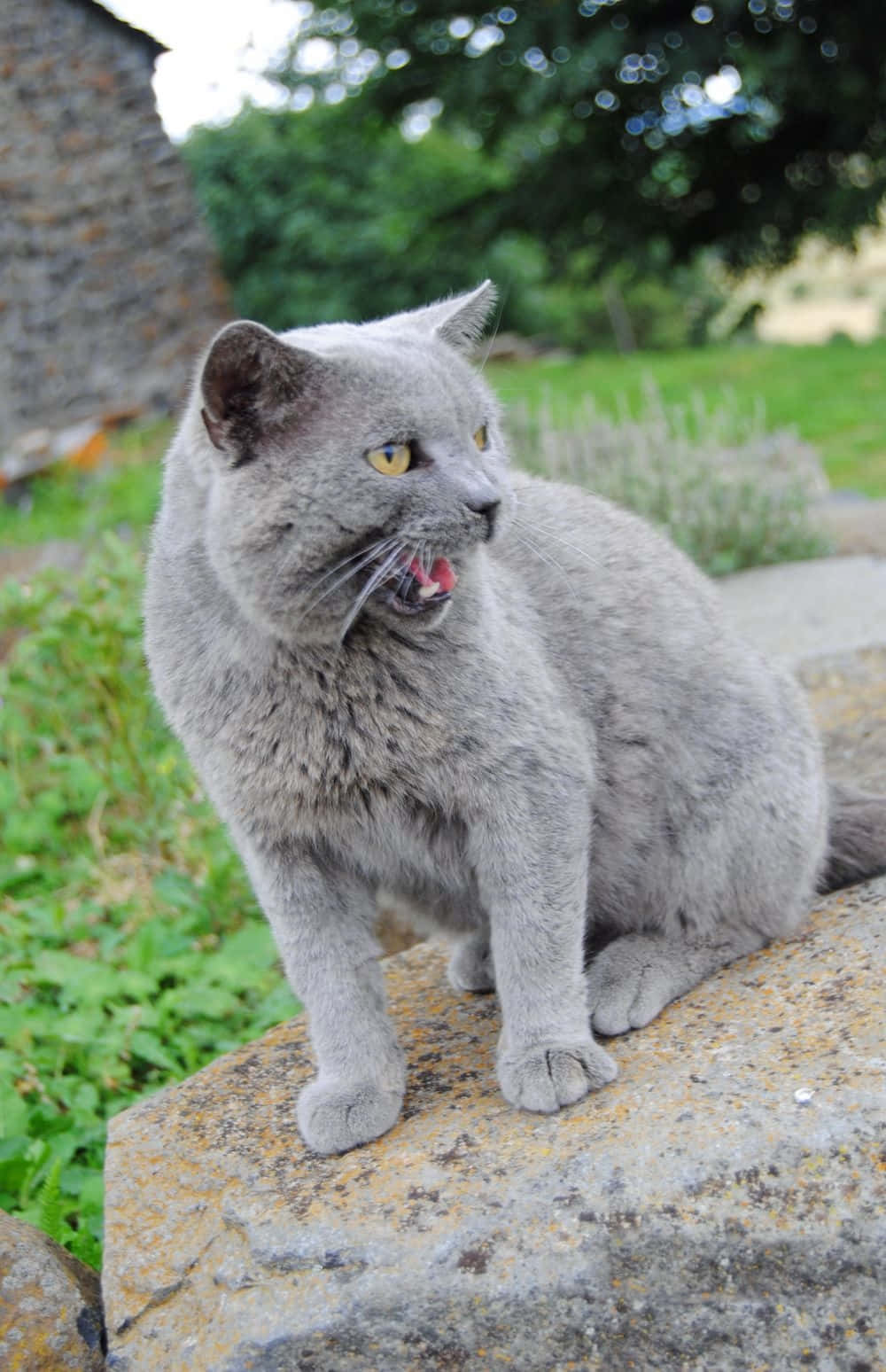 Chartreux 桌布 壁紙 — 一隻灰色英國短毛貓警覺地坐在陽光照射的岩石上，張開嘴巴正在喵叫，背景是模糊的綠色花園。