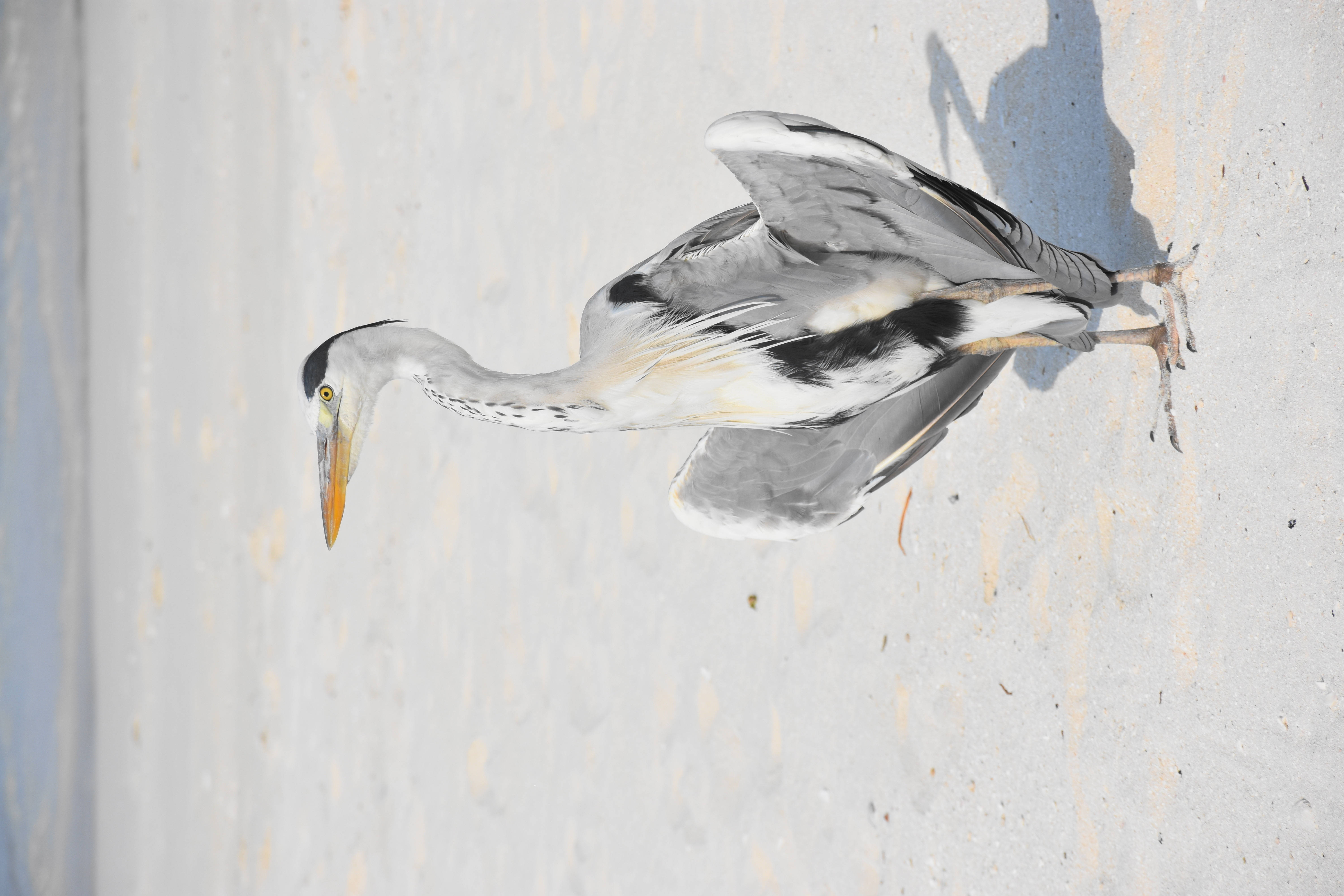 birds 桌布 壁紙 — 一隻灰色蒼鷺，頭頂黑色，黃色喙，平衡地站在有紋理的混凝土牆上，投下清晰的陰影。