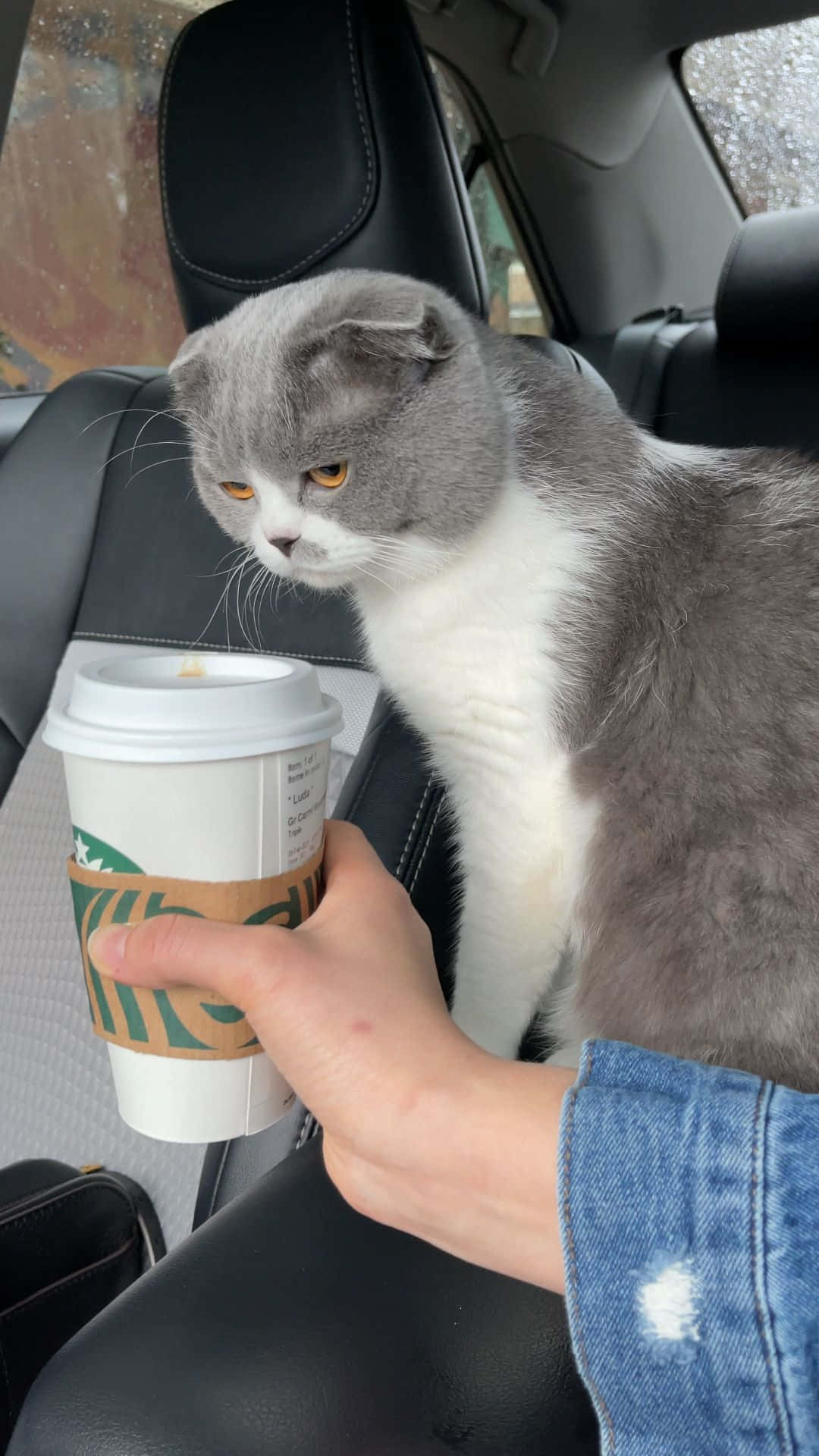 Crazy Cat 桌布 壁紙 — 一隻灰色蘇格蘭摺耳貓坐在車內一隻手持星巴克咖啡杯的手旁邊。