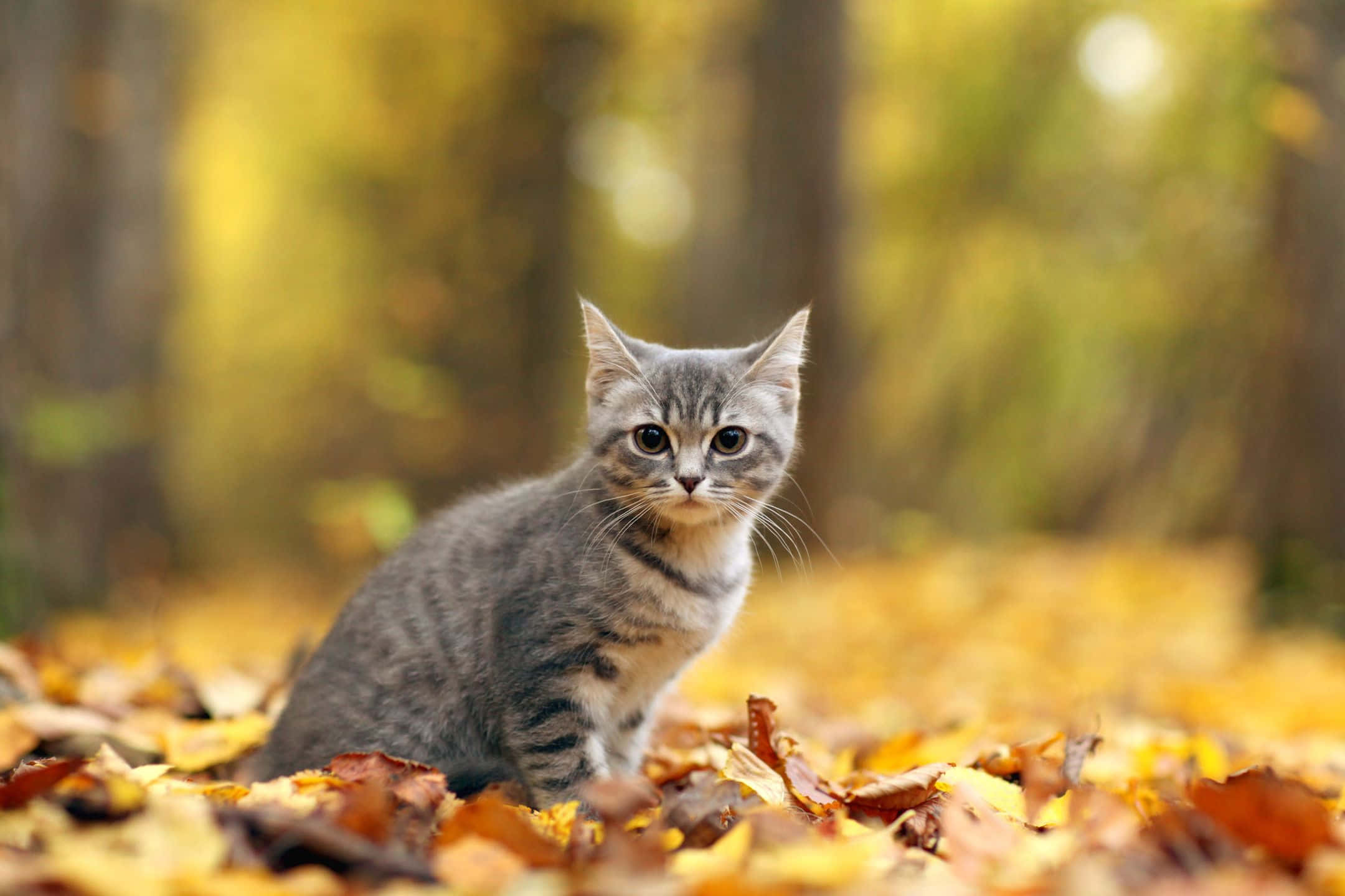 European Shorthair 桌布 壁紙 — 一隻灰色虎斑小貓在柔和模糊的森林中，警覺地坐在金色秋葉之間。