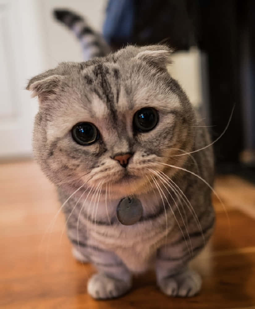 Munchkin Cat 桌布 壁紙 — 一隻灰色虎斑蘇格蘭摺耳貓的特寫，有大大的深色眼睛和項圈，站在木地板上。