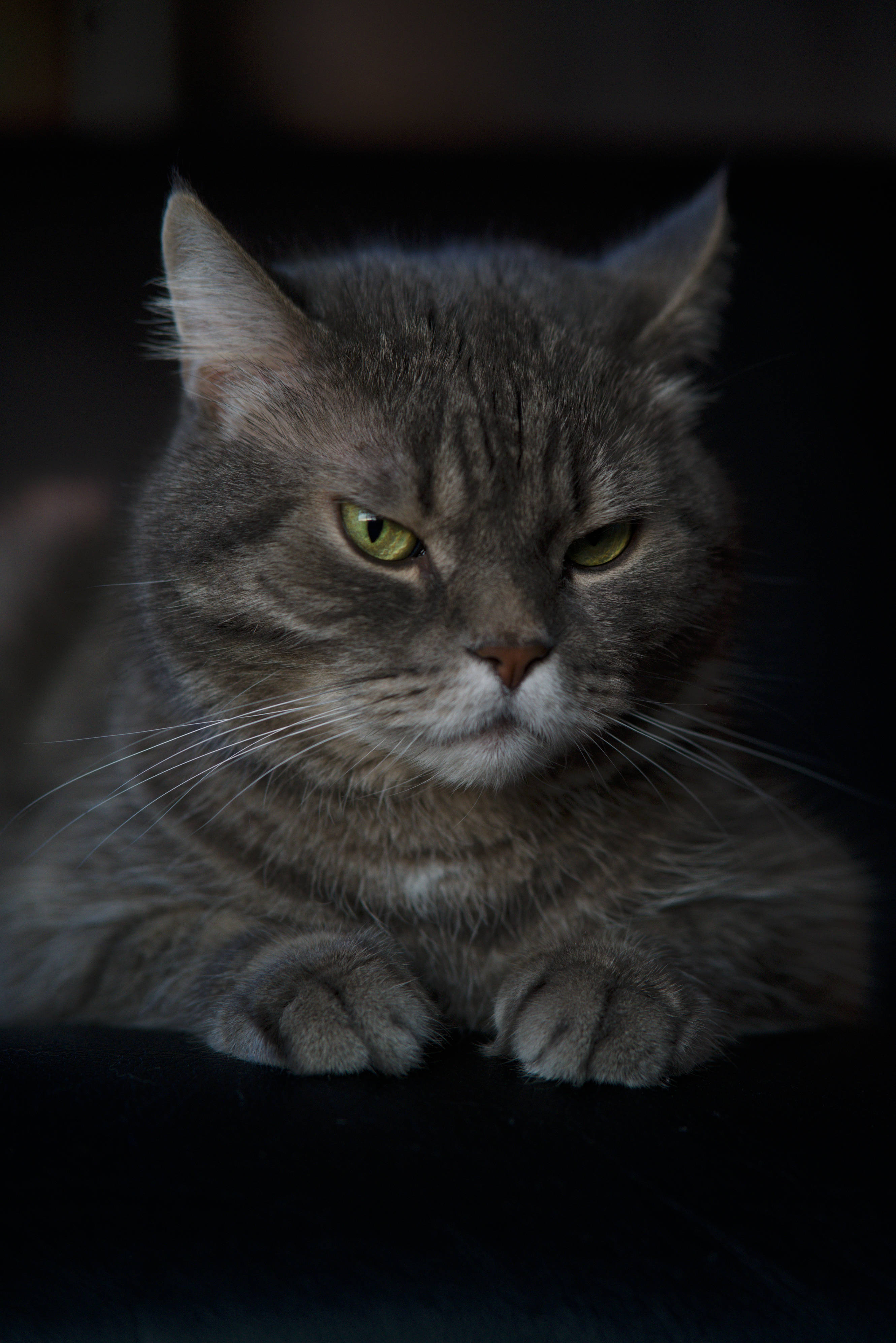 Cute Cat 桌布 壁紙 — 一隻灰色虎斑貓，擁有引人注目的綠色眼睛，在昏暗光線中對著黑暗背景專注地凝視。