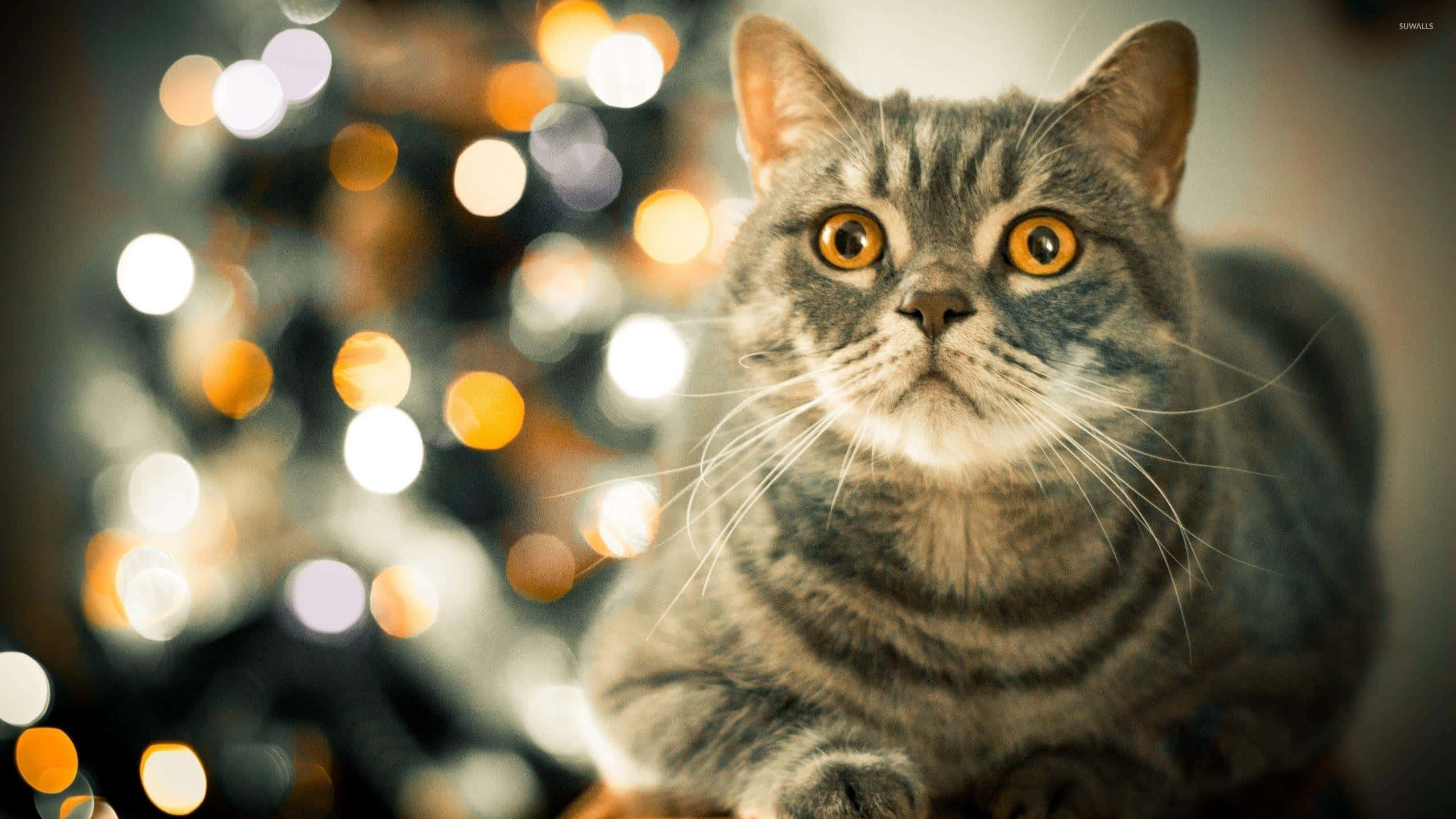 Tabby Cat 桌布 壁紙 — 一隻灰色虎斑貓，有著引人注目的橙色眼睛，在溫暖節日燈光的散景背景下專注地凝視著。