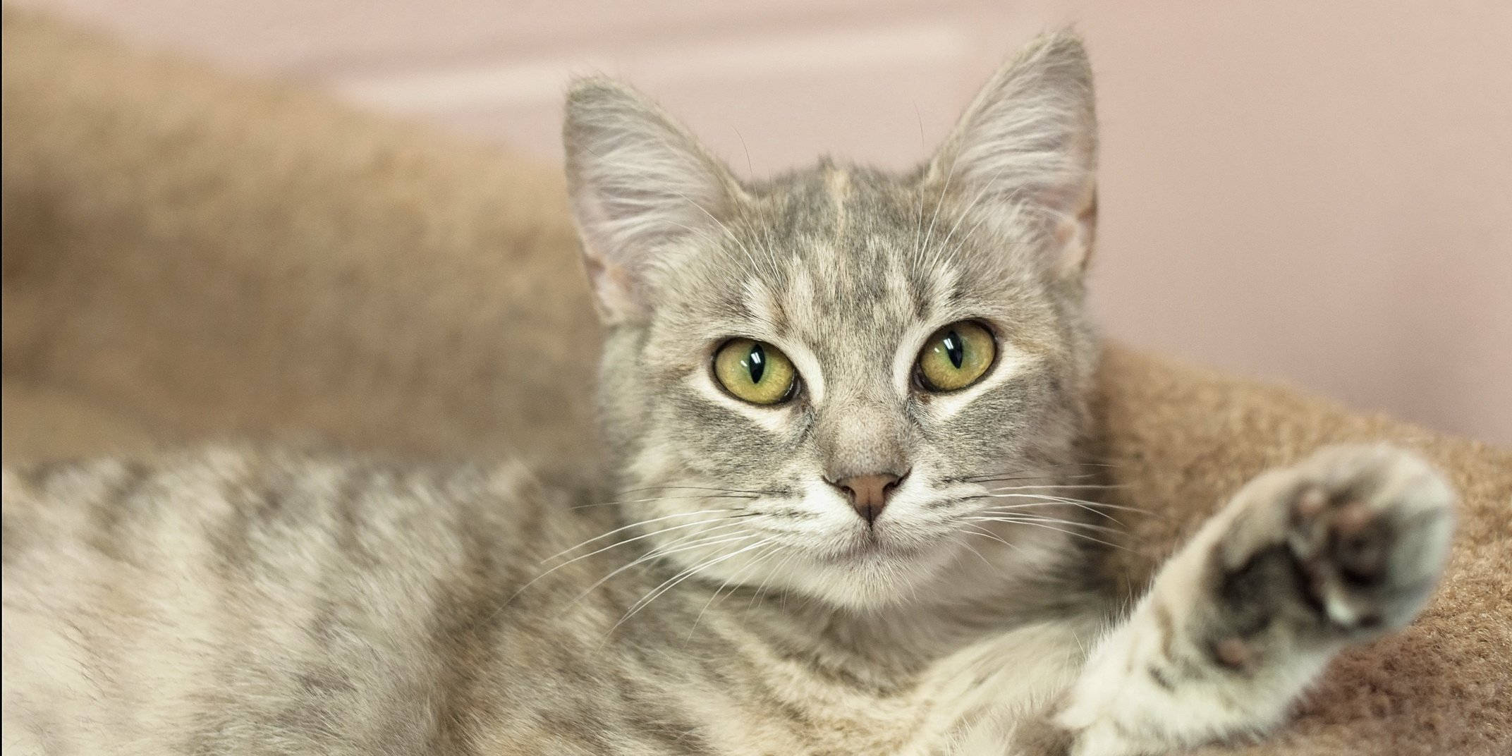 Cute Cat 桌布 壁紙 — 一隻灰色虎斑貓，有著引人注目的綠色眼睛，懶洋洋地躺在柔軟的米色靠墊上，一隻爪子抬起，姿勢放鬆。