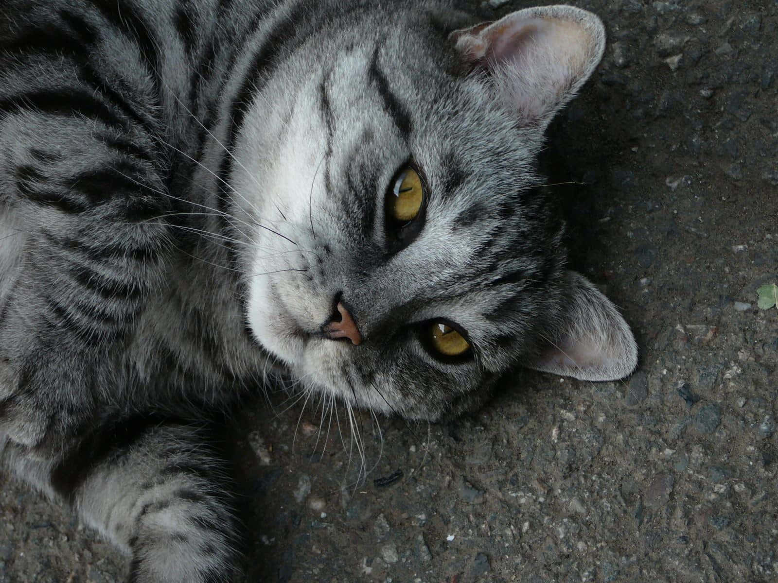 Tabby Cat 桌布 壁紙 — 一隻灰色虎斑貓，有著引人注目的黃色眼睛，躺在碎石上，以平靜而好奇的表情向上凝視。
