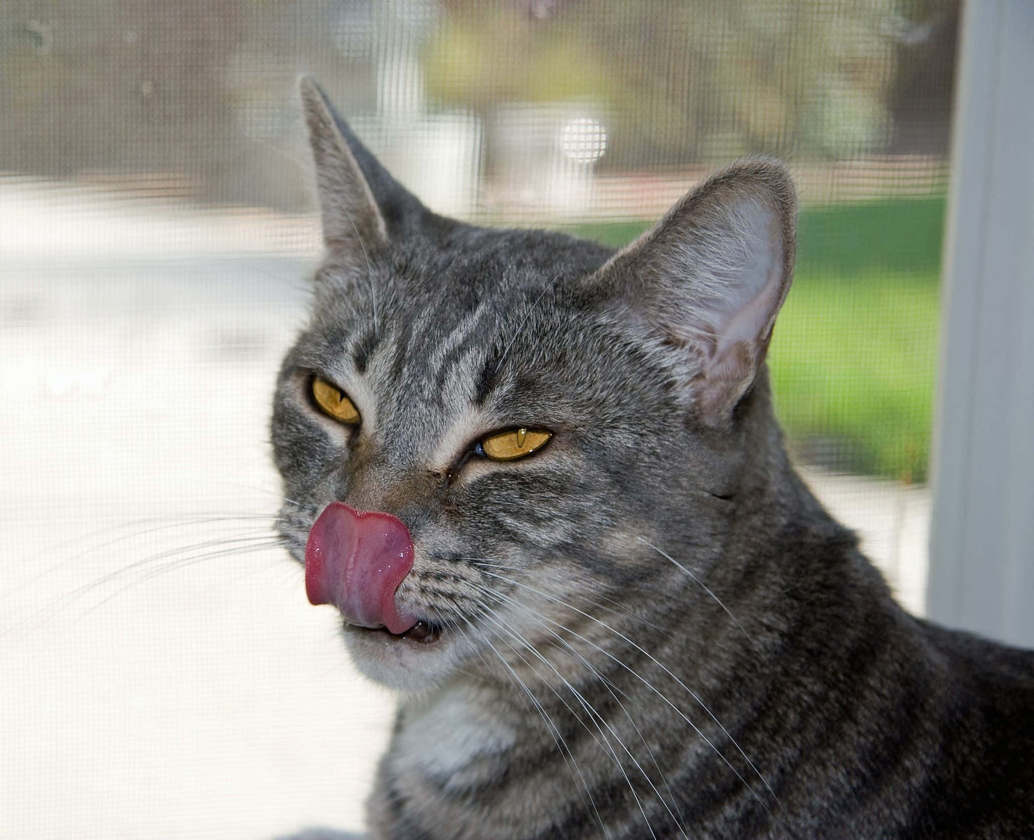 Silly Cat 桌布 壁紙 — 一隻灰色虎斑貓，黃色眼睛，坐在有紗窗的窗邊舔鼻子。