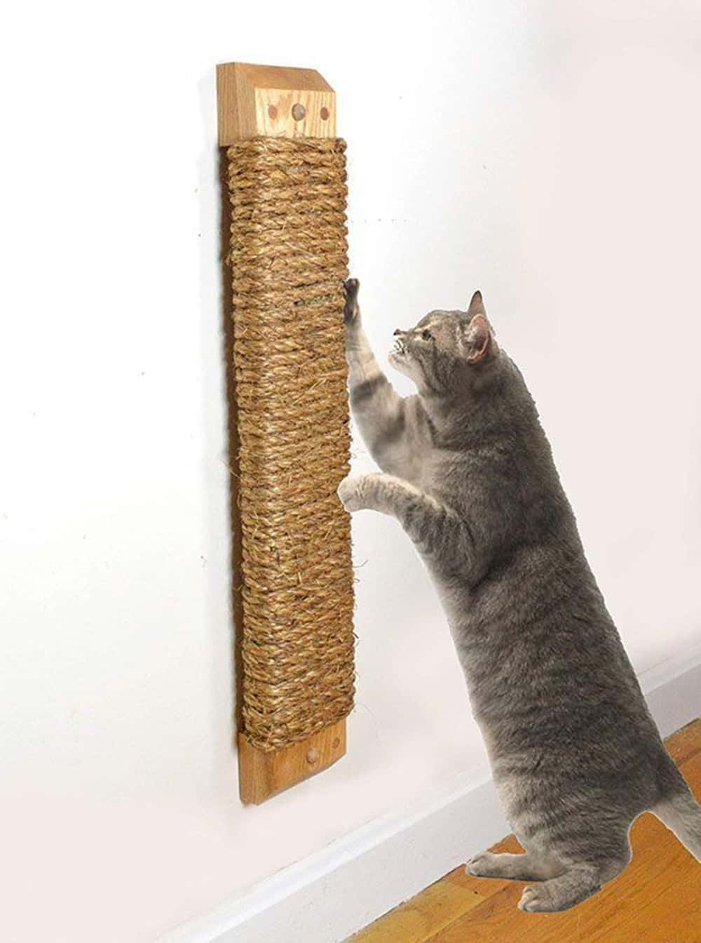 Cat Scratching Post 桌布 壁紙 — 一隻灰色虎斑貓向上伸展，抓撓安裝在純白牆上的高劍麻貓抓柱。