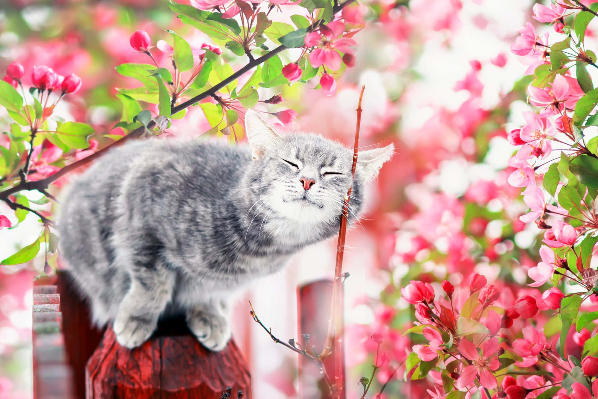 Beautiful Cats 桌布 壁紙 — 一隻灰色虎斑貓在盛開的粉紅櫻花環繞的紅色柱子上安詳地睡覺。
