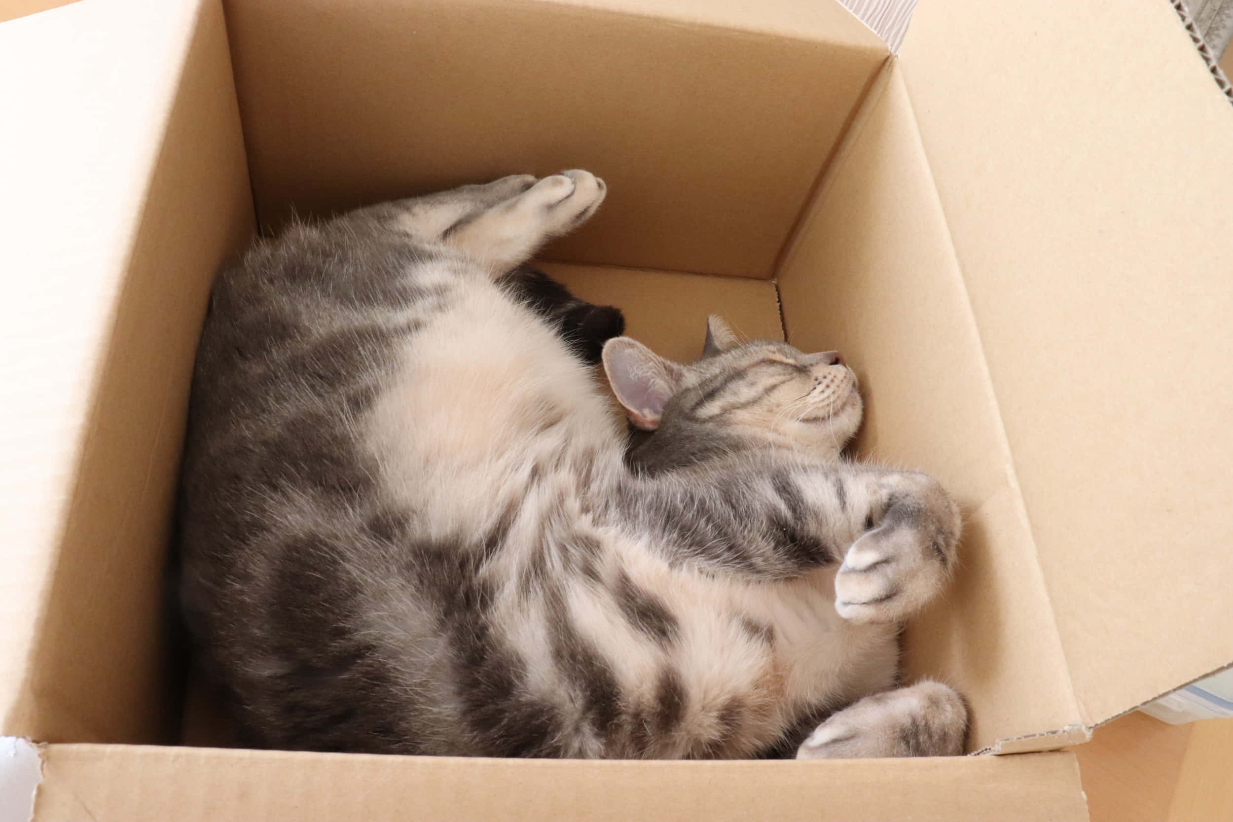 sleeping cat 桌布 壁紙 — 一隻灰色虎斑貓在紙箱內仰臥，雙爪舉起，閉著眼睛安睡。