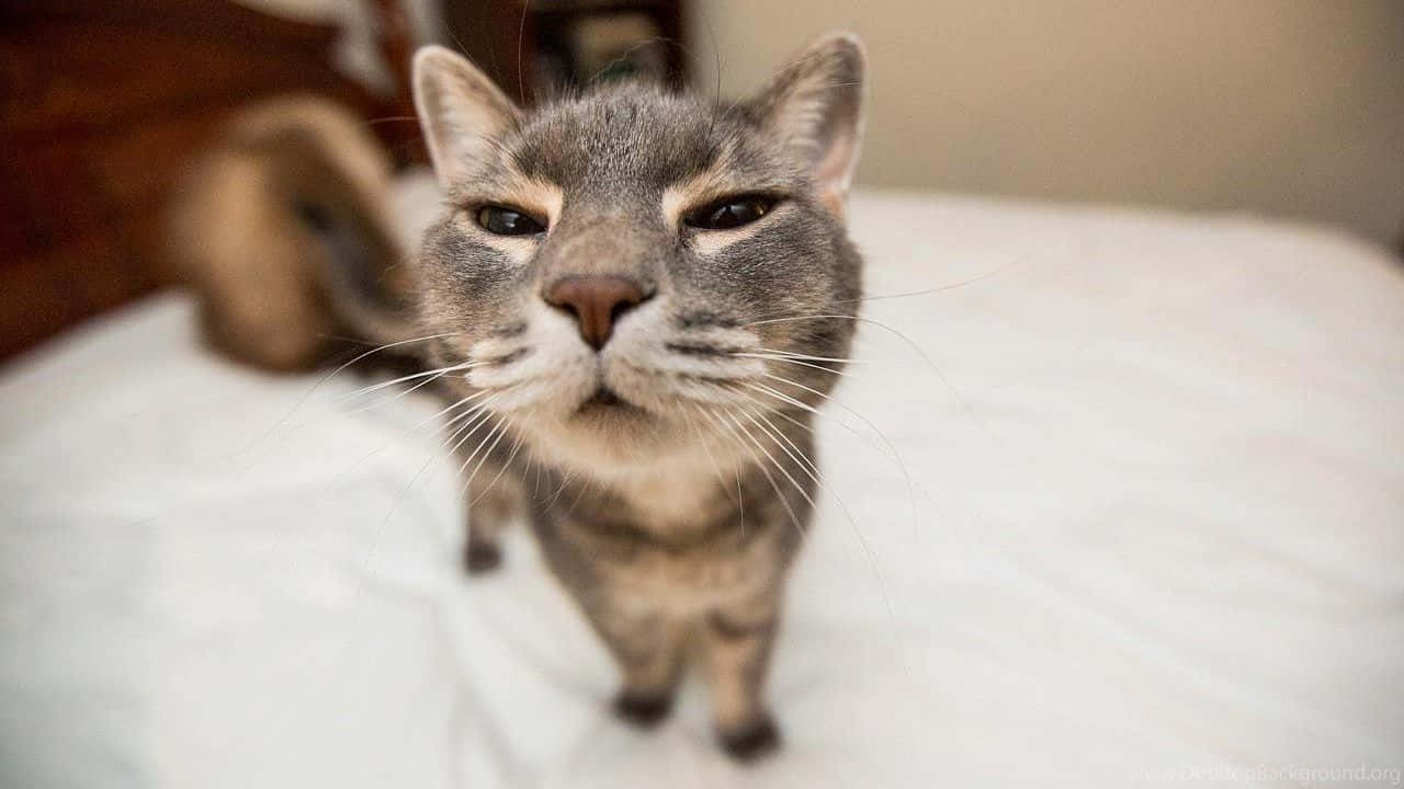Cat Desktop 桌布 壁紙 — 一隻灰色虎斑貓帶著不高興的表情站在白色床單上，直視著相機。