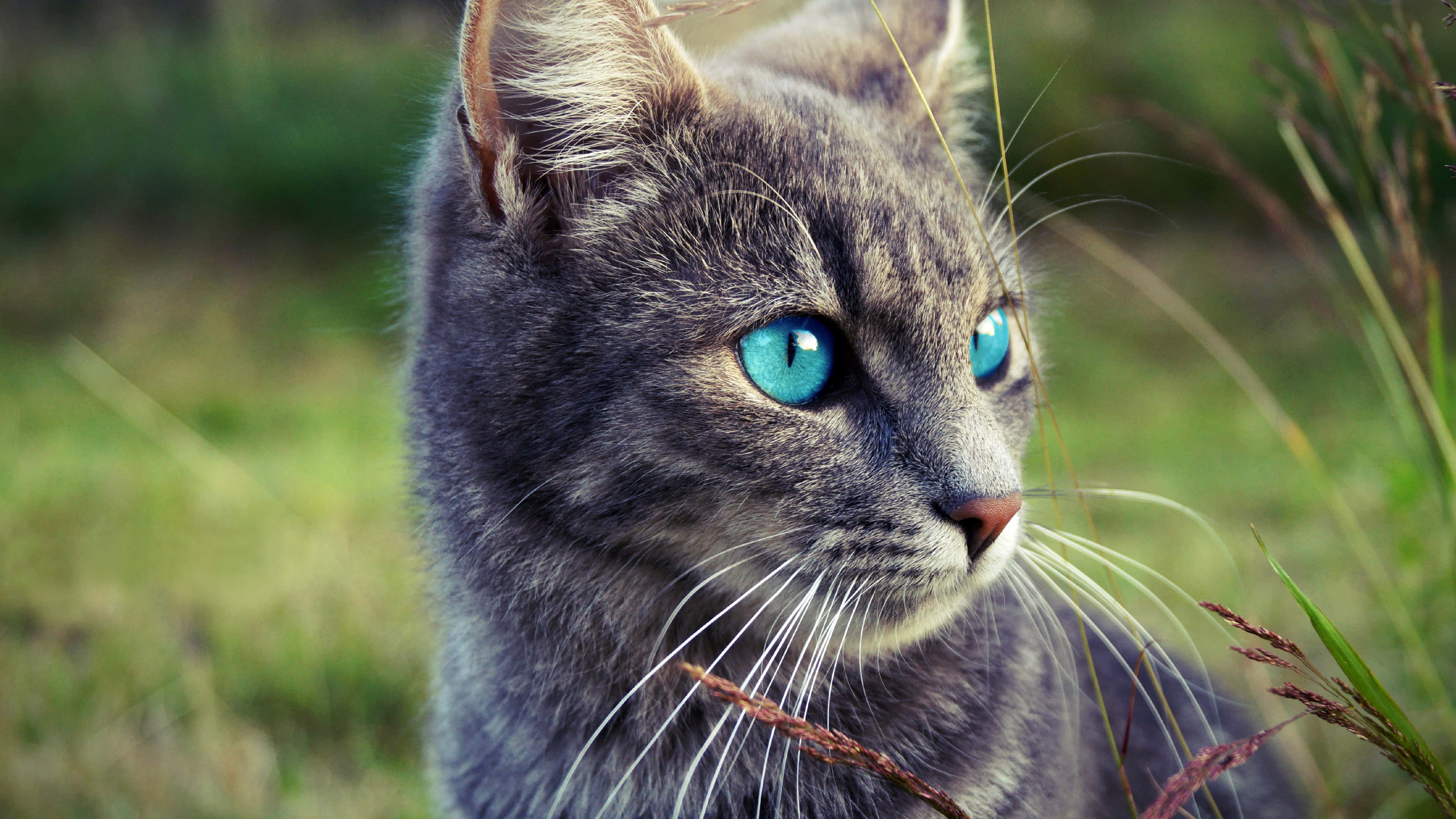 Ojos Azules Cat 桌布 壁紙 — 一隻灰色虎斑貓的特寫，擁有引人注目的藍色眼睛，在陽光明媚的田野中透過高高的草叢凝視。