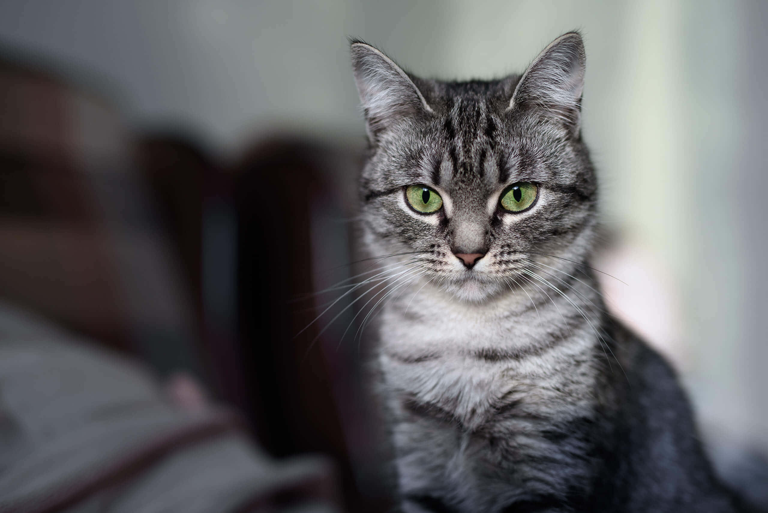 American Shorthair 桌布 壁紙 — 一隻灰色虎斑貓的特寫，擁有引人注目的綠色眼睛，在柔和模糊的室內環境中專注地凝視著相機。