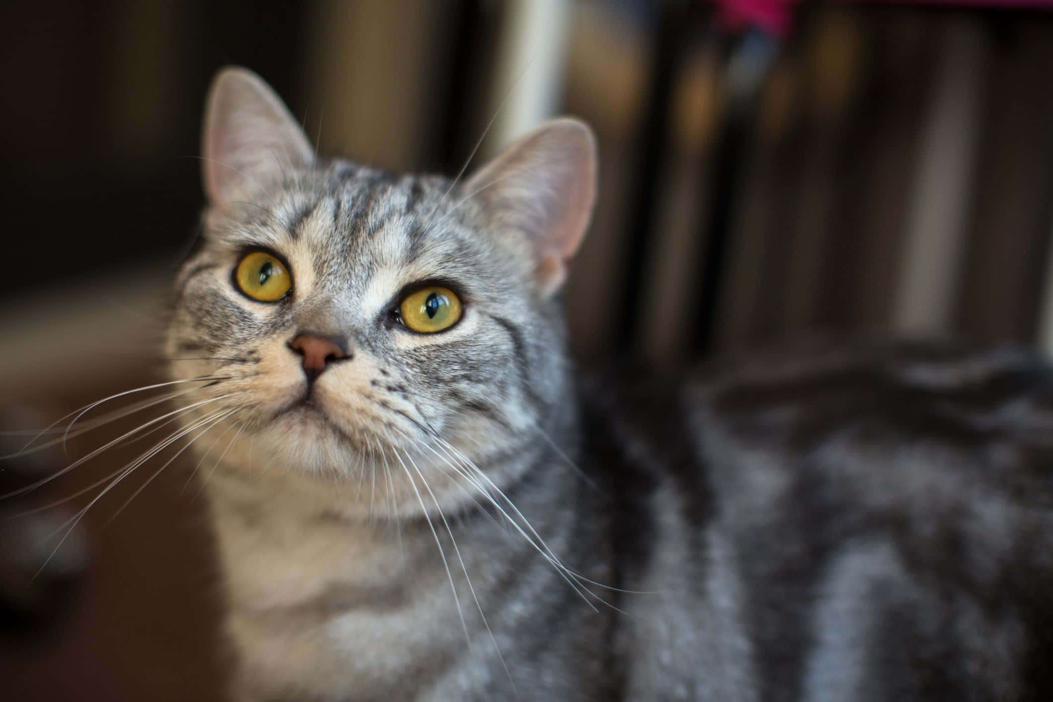 American Shorthair 桌布 壁紙 — 一隻灰色虎斑貓的特寫，擁有引人注目的黃色眼睛，好奇地向上看。