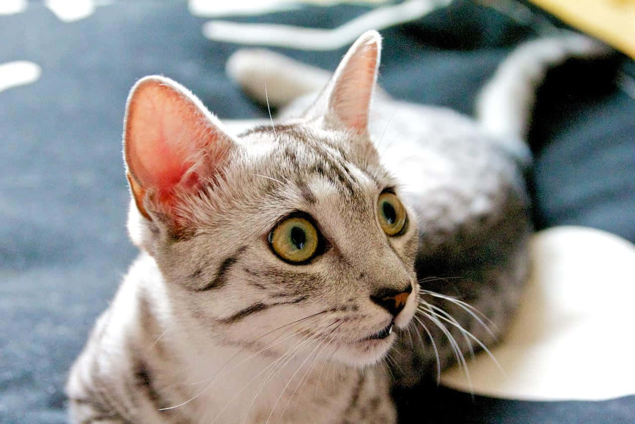 Egyptian Mau 桌布 壁紙 — 一隻灰色虎斑貓的特寫，擁有引人注目的綠色眼睛，專注地凝視著鏡頭外的某樣東西。