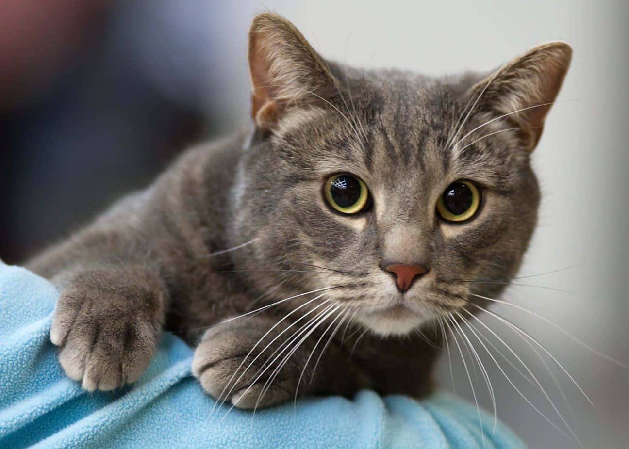 European Shorthair 桌布 壁紙 — 一隻灰色虎斑貓的特寫，擁有引人注目的黃色眼睛，正躺在柔軟的藍色毯子上休息。