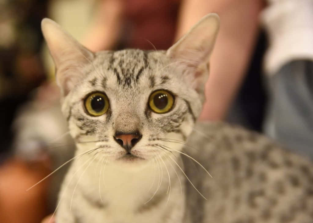 Egyptian Mau 桌布 壁紙 — 一隻灰色虎斑貓的特寫，擁有引人注目的黃色眼睛，在溫暖照明的室內環境中專注地凝視著相機。
