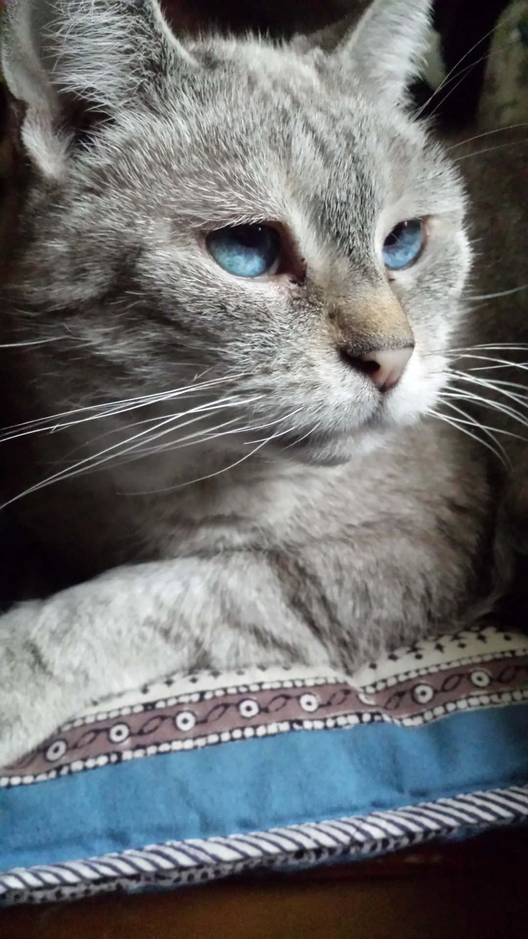Ojos Azules Cat 桌布 壁紙 — 一隻灰色虎斑貓的特寫，牠有雙搶眼的藍色眼睛，在一個有圖案的藍色靠墊上休息。