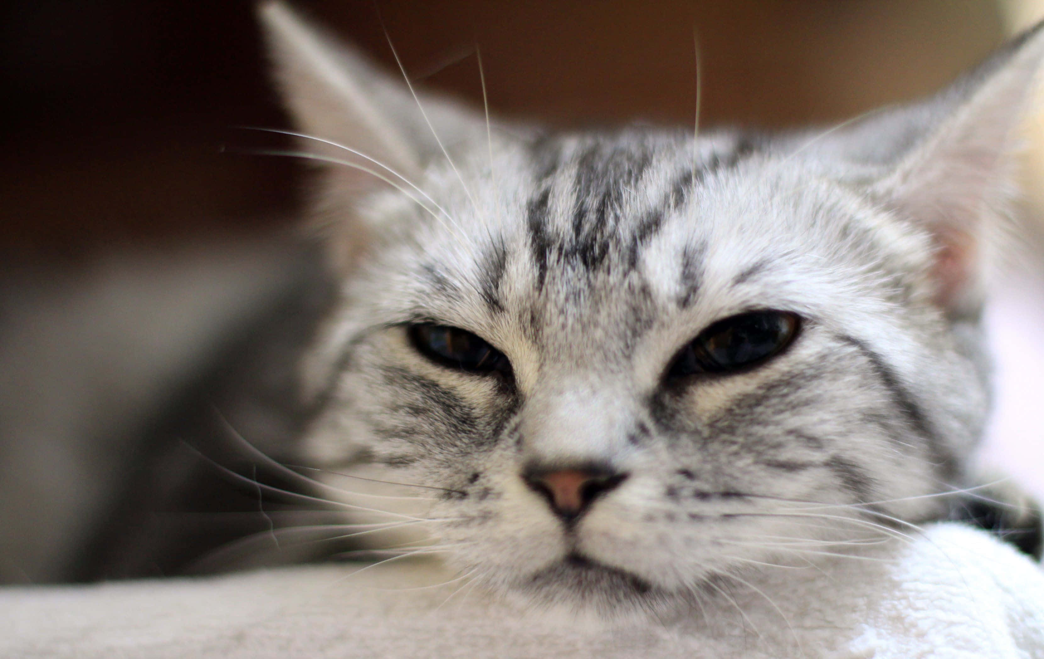 Tabby Cat 桌布 壁紙 — 一隻灰色虎斑貓瞇著眼睛，在柔軟的白色表面上休息的特寫。