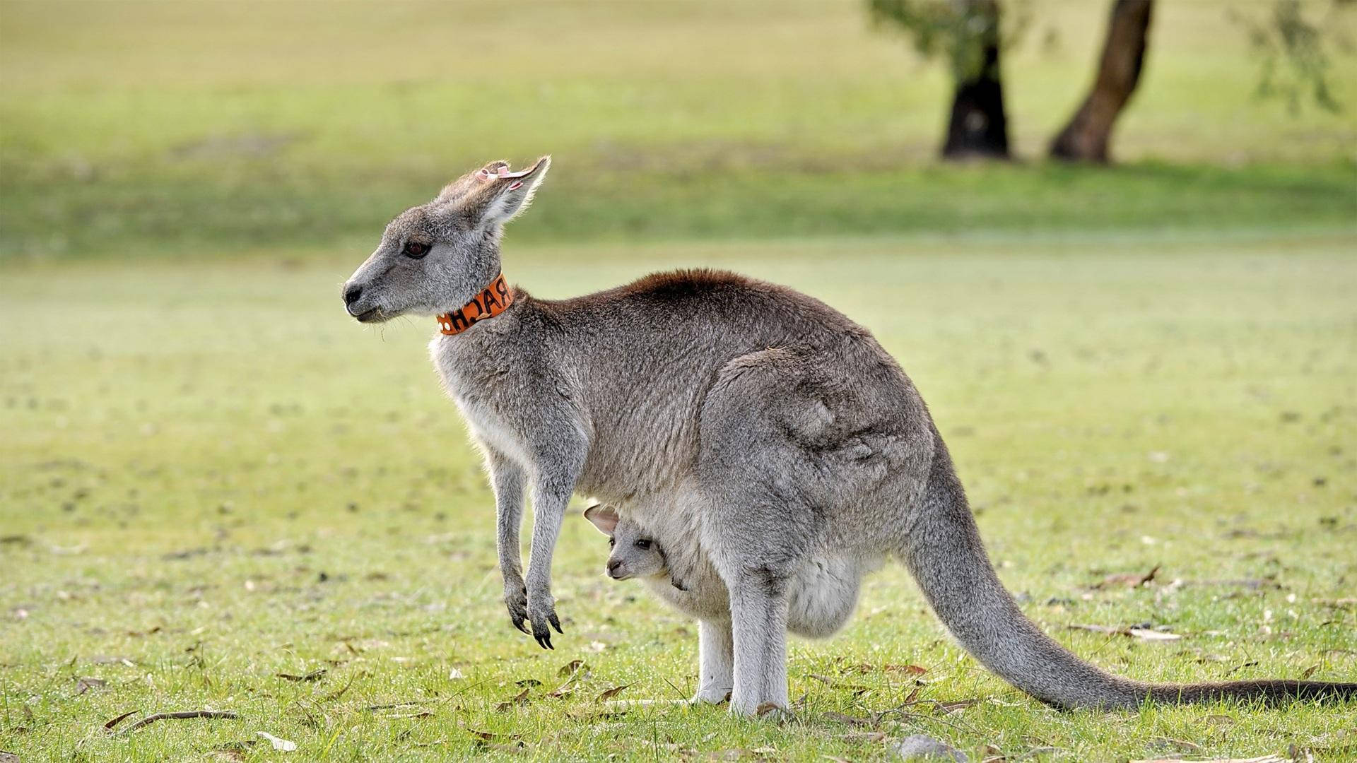 Kangaroo 桌布 壁紙 — 一隻灰色袋鼠，袋中有一隻小袋鼠，在陽光明媚的草地上警覺地站著，戴著橙色項圈。