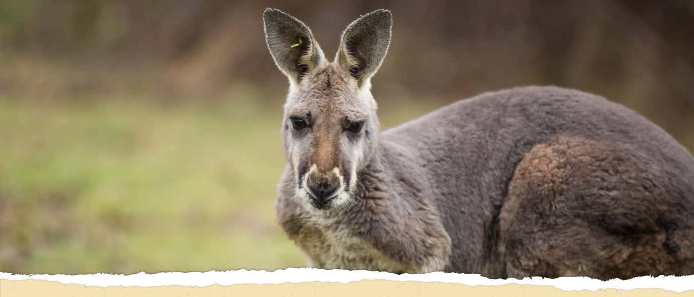 Kangaroo 桌布 壁紙 — 一隻灰色袋鼠的特寫，有大耳朵和警覺的眼睛，坐在草地上。