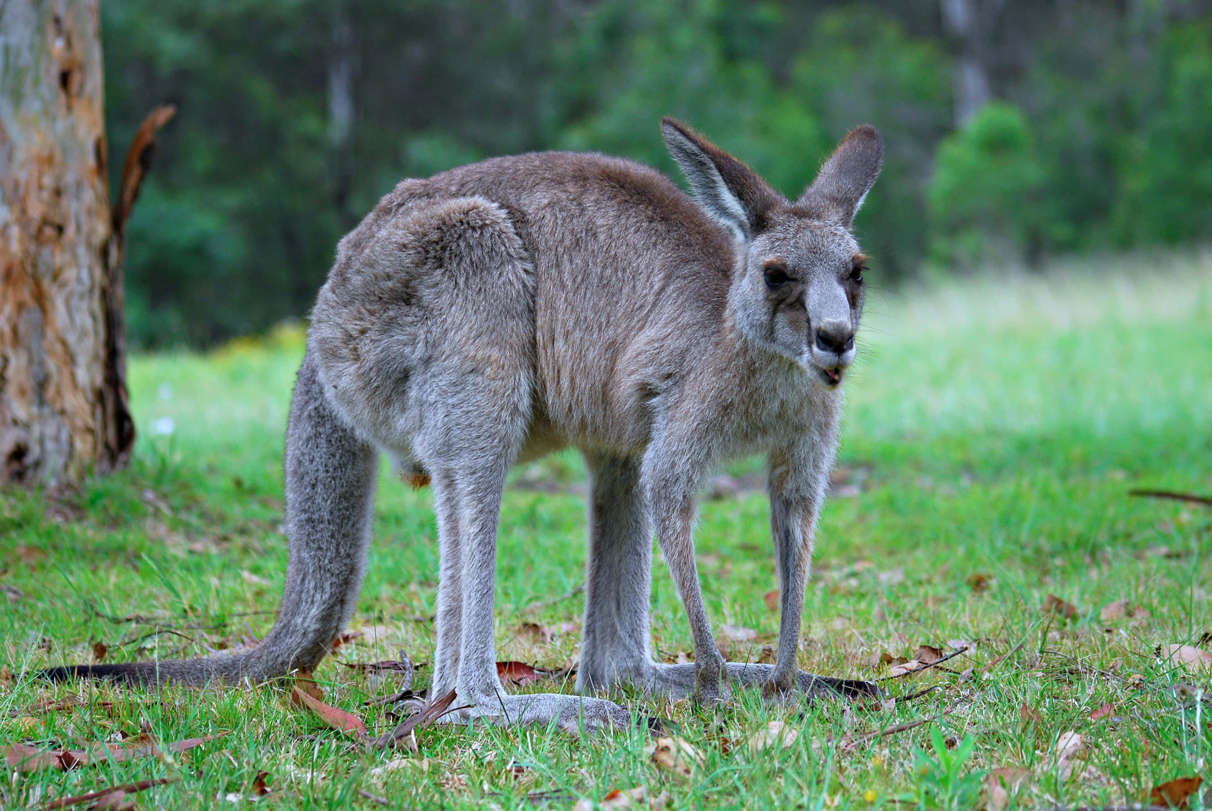 Kangaroo 桌布 壁紙 — 一隻灰色袋鼠警覺地站在森林地區一棵樹附近的草地上，光線柔和自然。