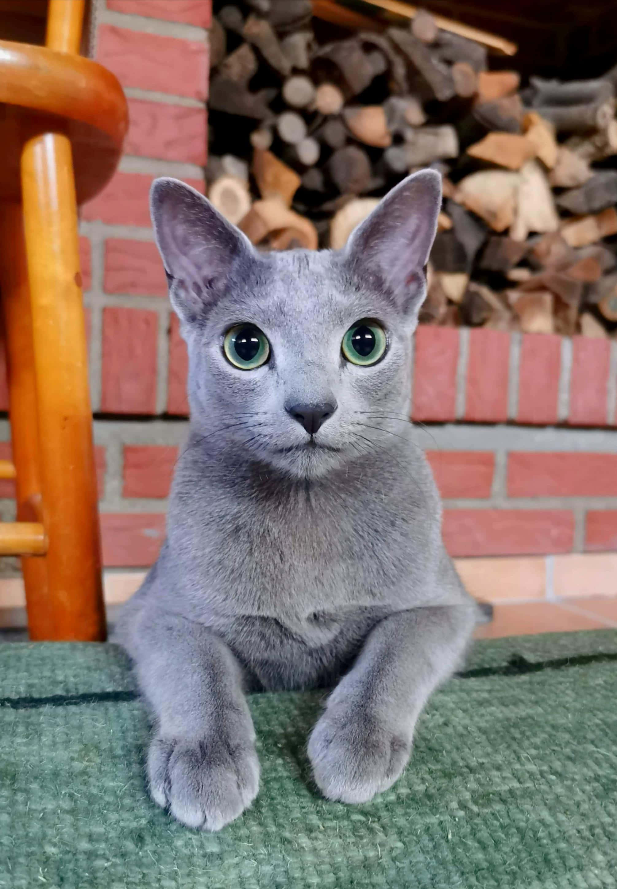 Russian Blue Cat 桌布 壁紙 — 一隻灰色貓咪，擁有引人注目的綠色眼睛，警覺地坐在綠色地毯上，面前是堆滿木柴的磚砌壁爐。