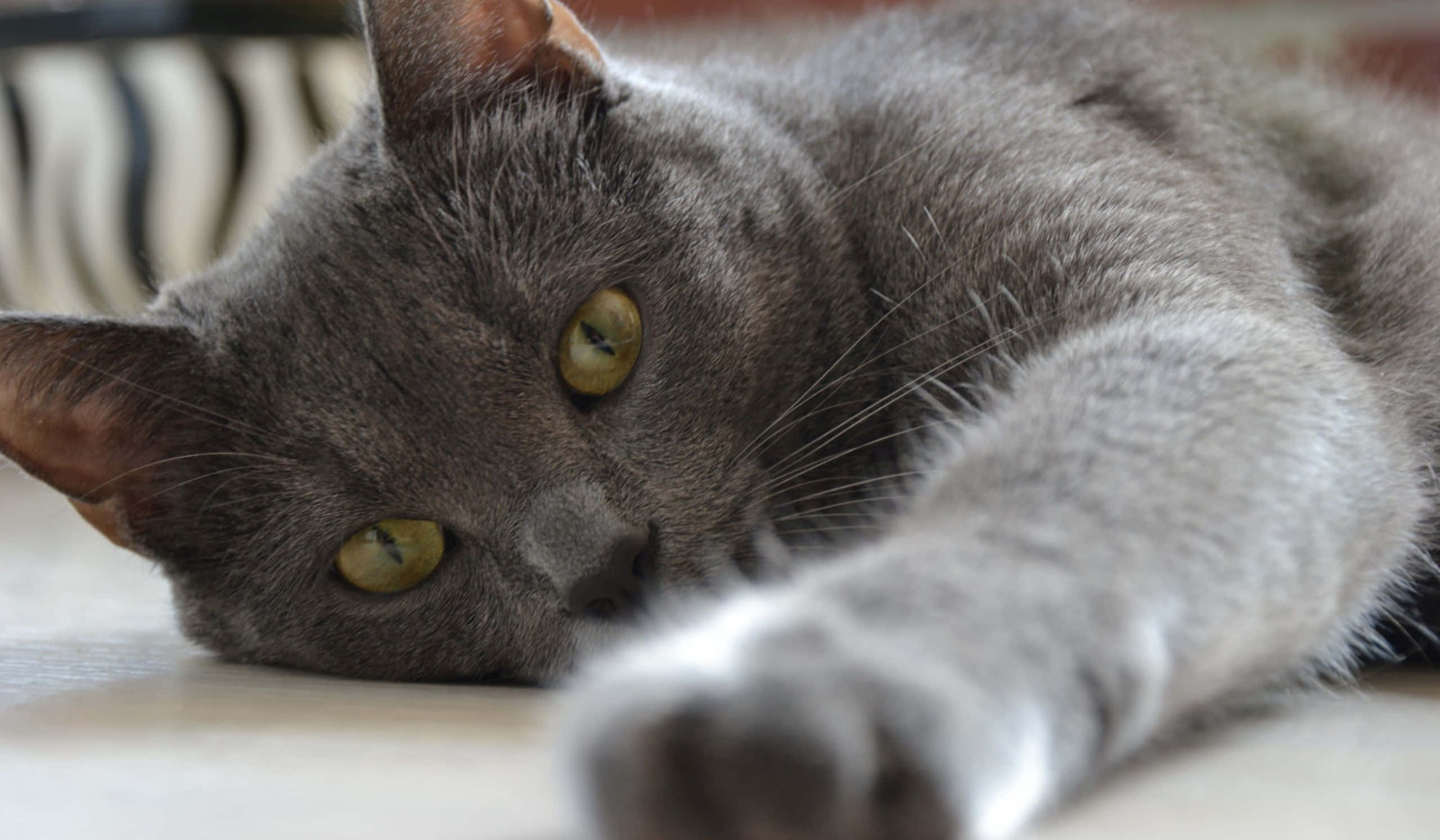 grey cat 桌布 壁紙 — 一隻灰色貓咪，擁有引人注目的黃色眼睛，放鬆地躺在淺色地板上，一隻爪子伸向鏡頭。