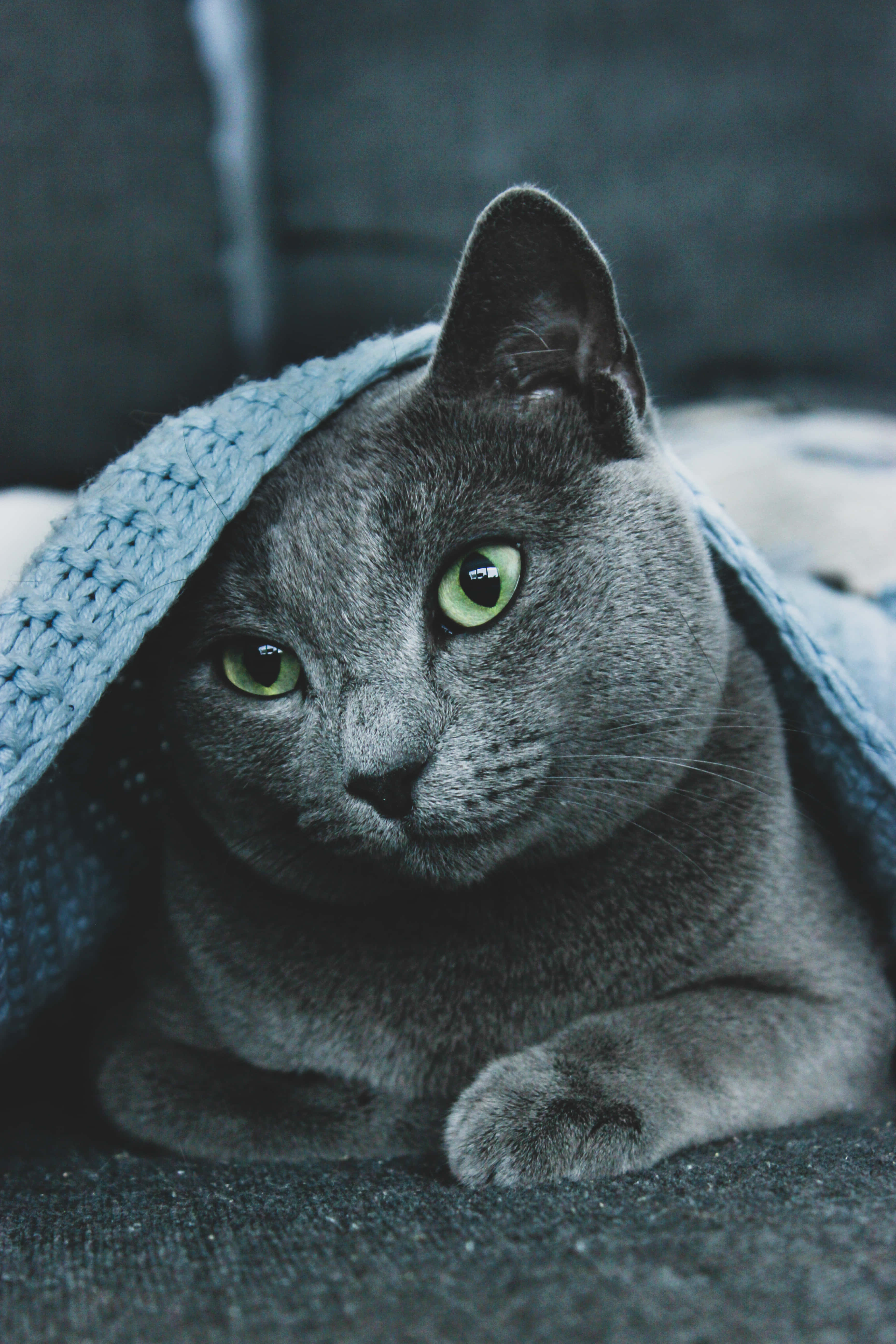 Russian Blue Cat 桌布 壁紙 — 一隻灰色貓咪，有著鮮綠色眼睛，從深色沙發上的藍色針織毯子下探出頭來。