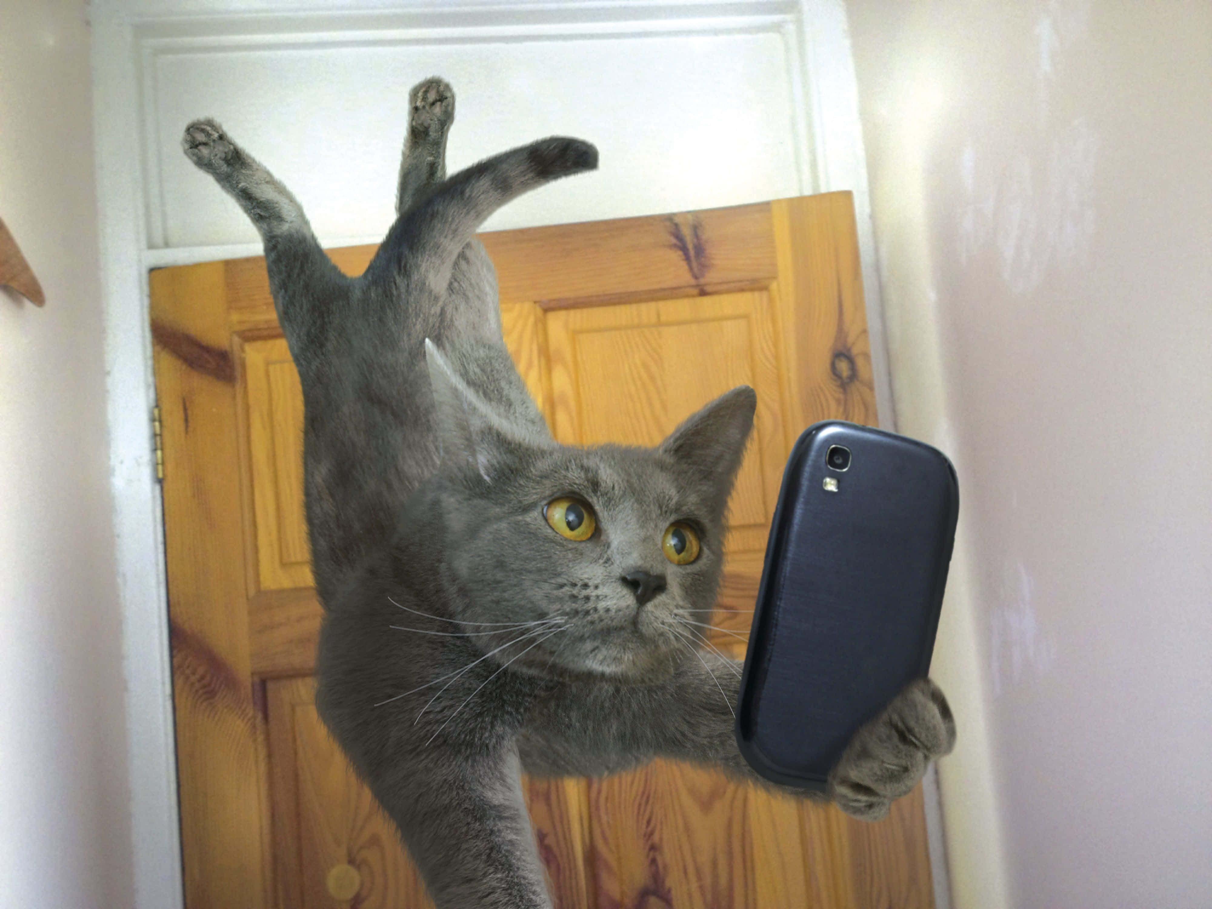 Silly Cat 桌布 壁紙 — 一隻灰色貓咪倒掛在木門上，拿著手機用黃色大眼睛自拍。