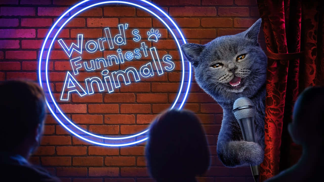 動物 桌布 壁紙 — 一隻灰色貓咪喜劇演員在磚砌舞台上，在一個發光的霓虹燈牌下面拿著麥克風，燈牌寫著World's Funniest Animals。