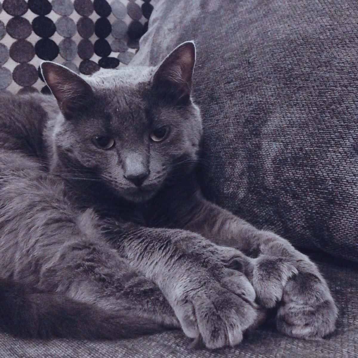 Russian Blue Cat 桌布 壁紙 — 一隻灰色貓咪在帶有紋理的灰色沙發上放鬆，身後有一個圖案枕頭。