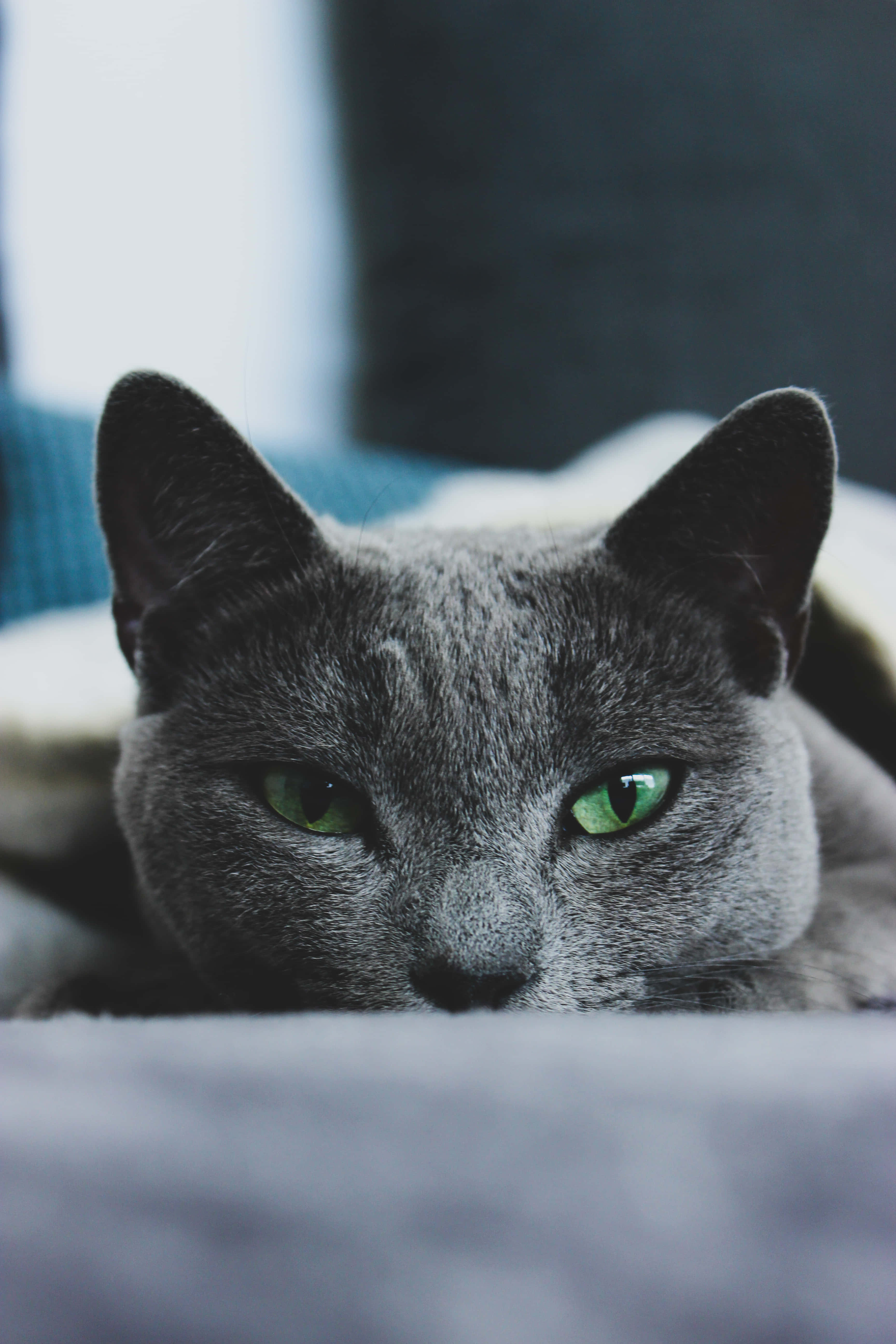 Russian Blue Cat 桌布 壁紙 — 一隻灰色貓咪從柔軟表面後方凝視的特寫，擁有引人注目的綠色眼睛。