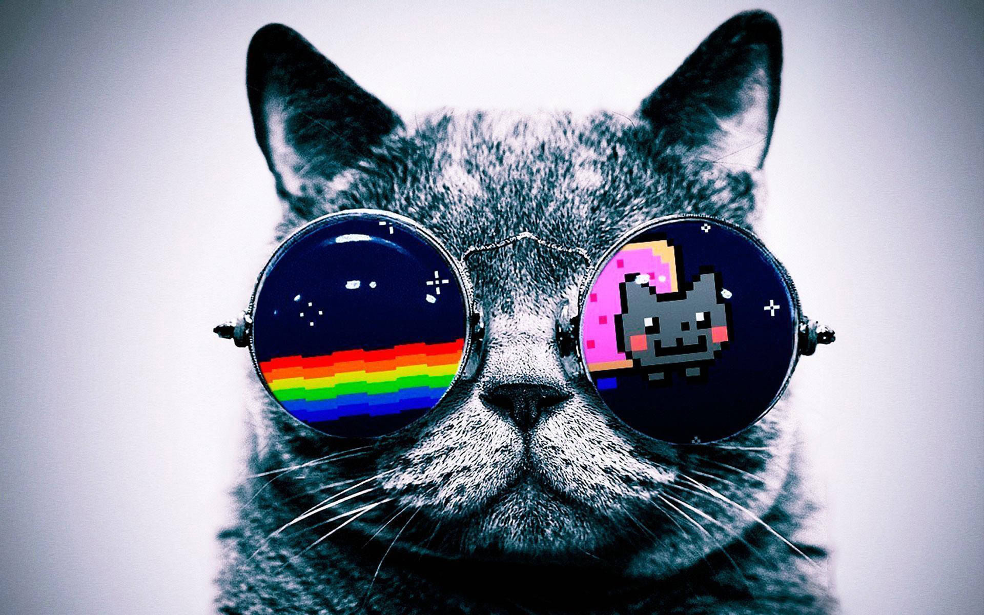 灰色貓咪戴著帶有彩虹和Nyan Cat像素藝術鏡片的太陽眼鏡。