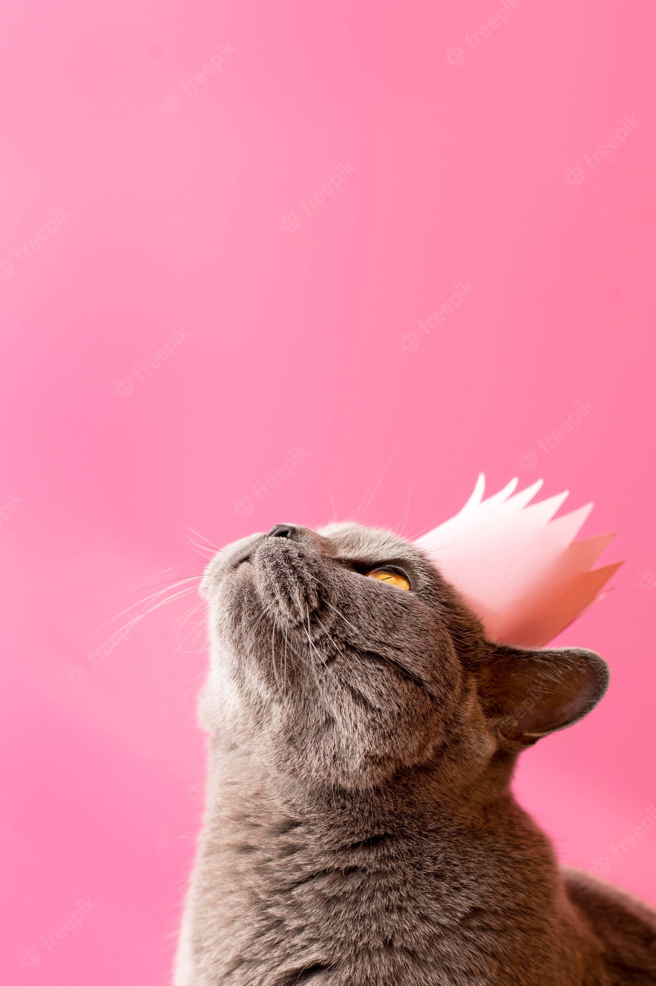 Pink Cat 桌布 壁紙 — 一隻灰色貓咪戴著粉紅色紙皇冠，抬頭望向純粉紅色背景。