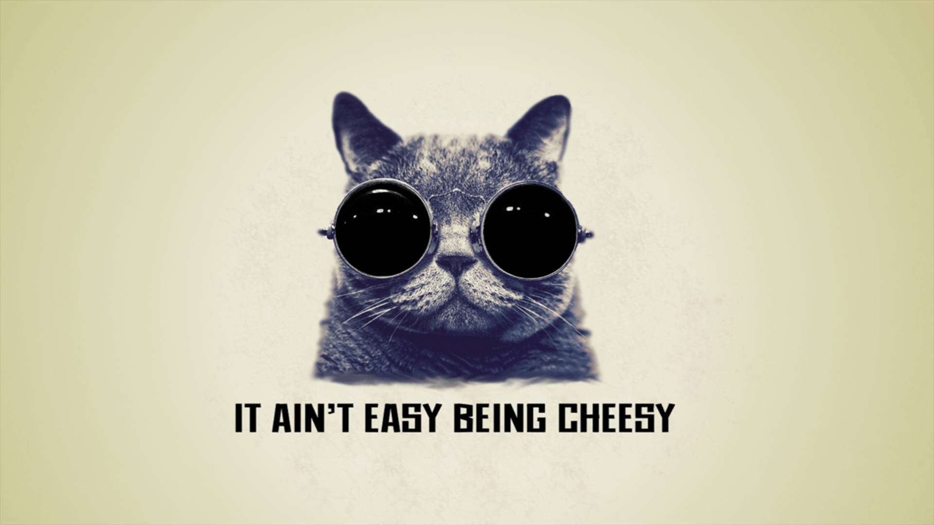 一隻灰色貓咪戴著圓形黑色太陽眼鏡，文字寫著「IT AIN'T EASY BEING CHEESY」。