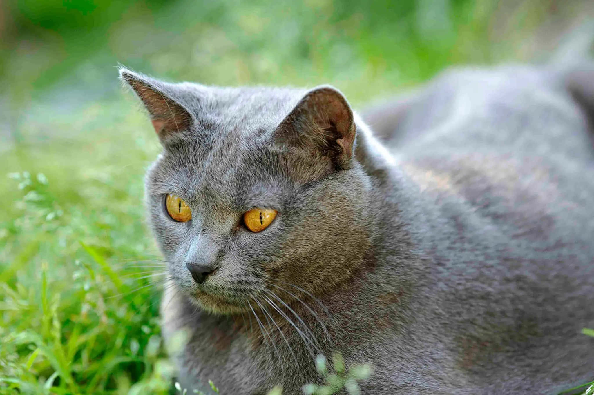 Chartreux 桌布 壁紙 — 一隻灰色貓咪擁有引人注目的琥珀色眼睛，在柔和的自然光下警覺地躺在充滿活力的綠草中。