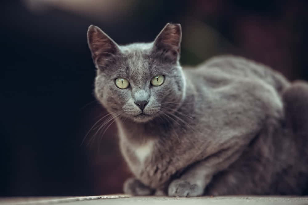 Manx Cat 桌布 壁紙 — 一隻灰色貓咪擁有引人注目的綠色眼睛，從黑暗模糊的背景中專注地凝視。