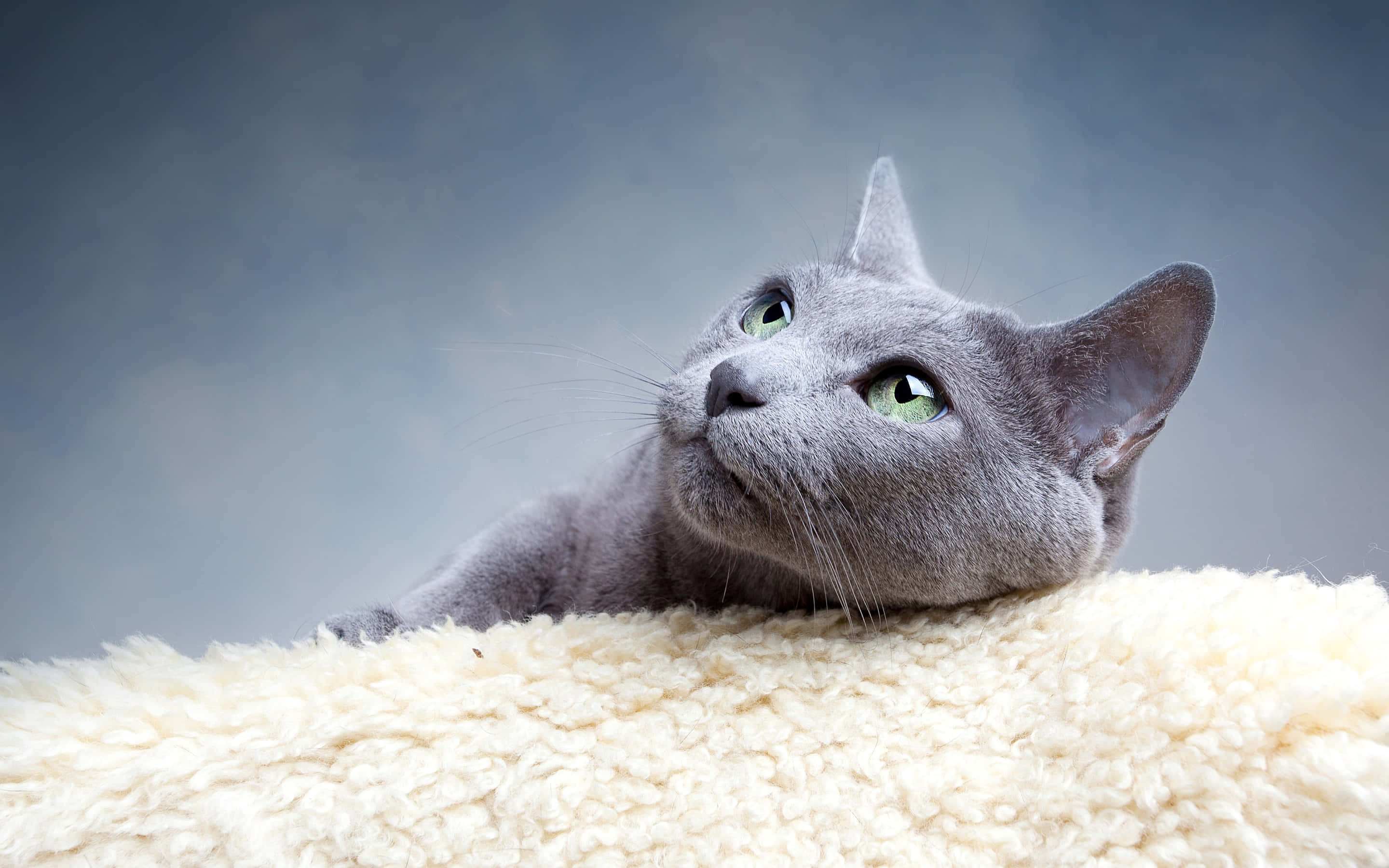 grey cat 桌布 壁紙 — 一隻灰色貓咪擁有引人注目的綠色眼睛，將頭靠在柔軟灰色背景下的蓬鬆奶油色毯子上。