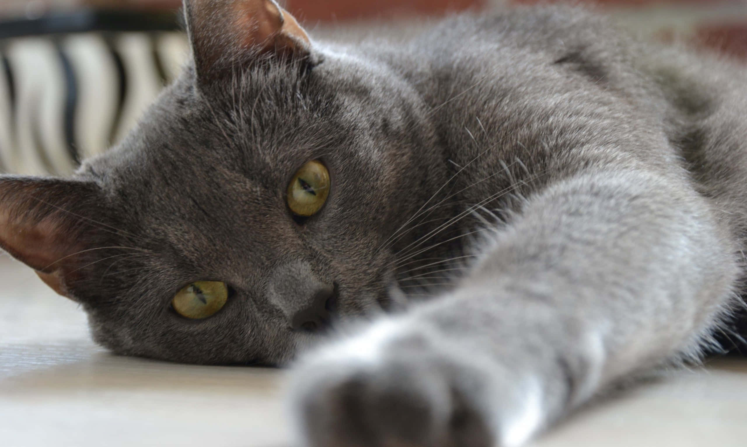 grey cat 桌布 壁紙 — 一隻灰色貓咪擁有引人注目的綠色眼睛，在淺色表面上放鬆，一隻爪子伸向觀看者。