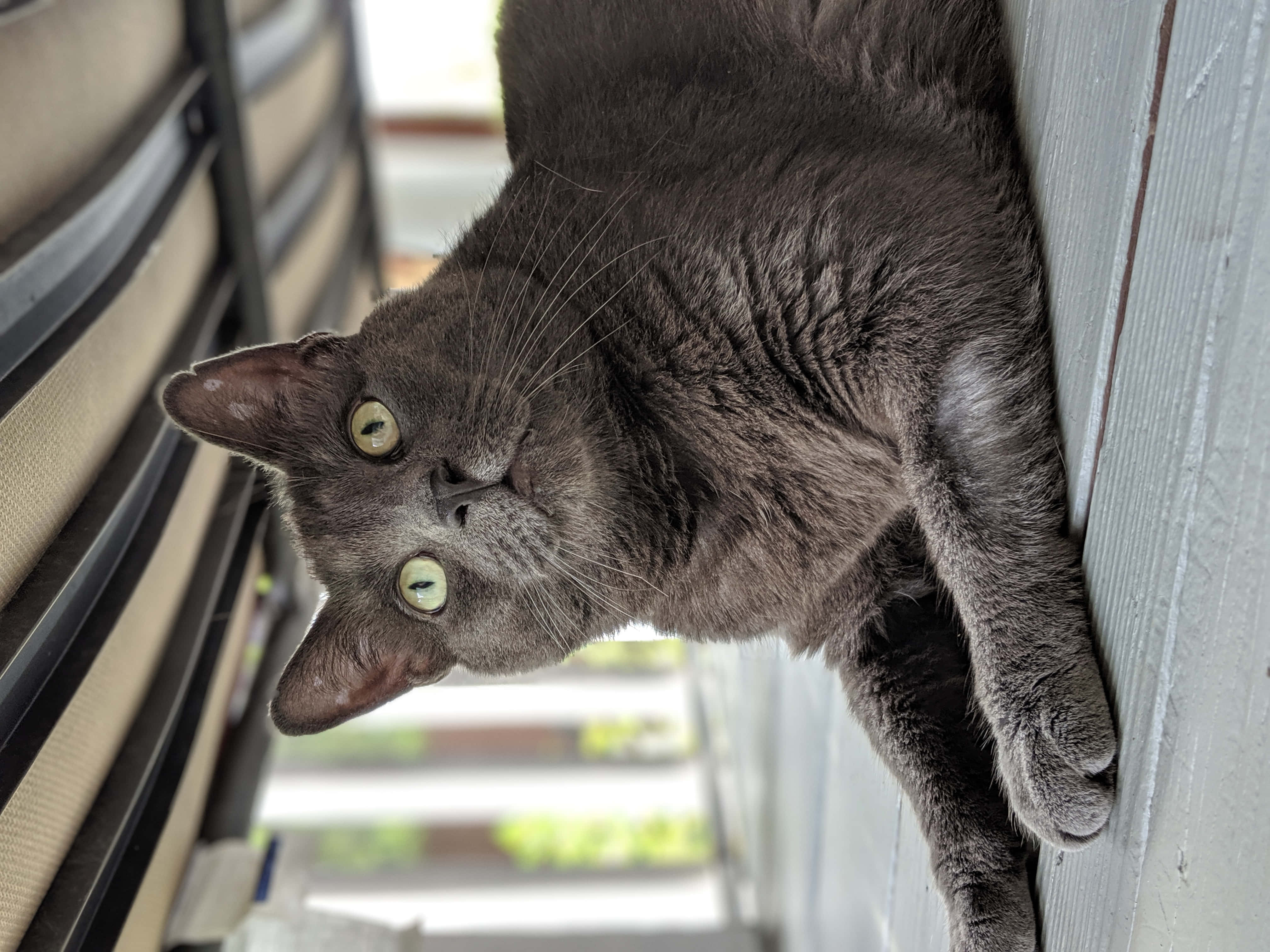 Russian Blue Cat 桌布 壁紙 — 一隻灰色貓咪擁有引人注目的綠色眼睛，倒掛在白色木牆上，好奇地看著鏡頭。