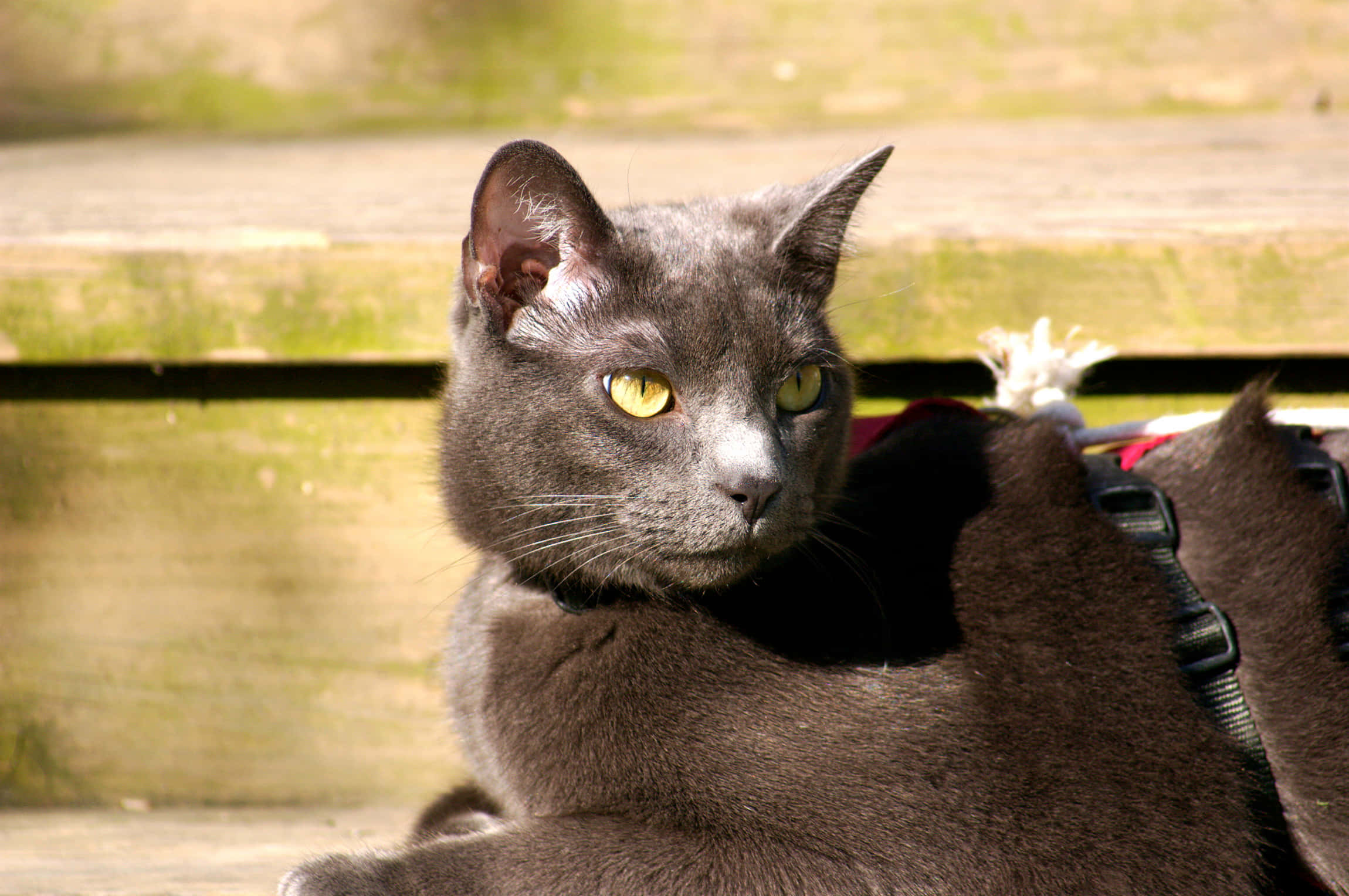 Russian Blue Cat 桌布 壁紙 — 一隻灰色貓咪擁有引人注目的黃色眼睛，在明亮的陽光下穿著胸背帶躺在木長椅上休息。