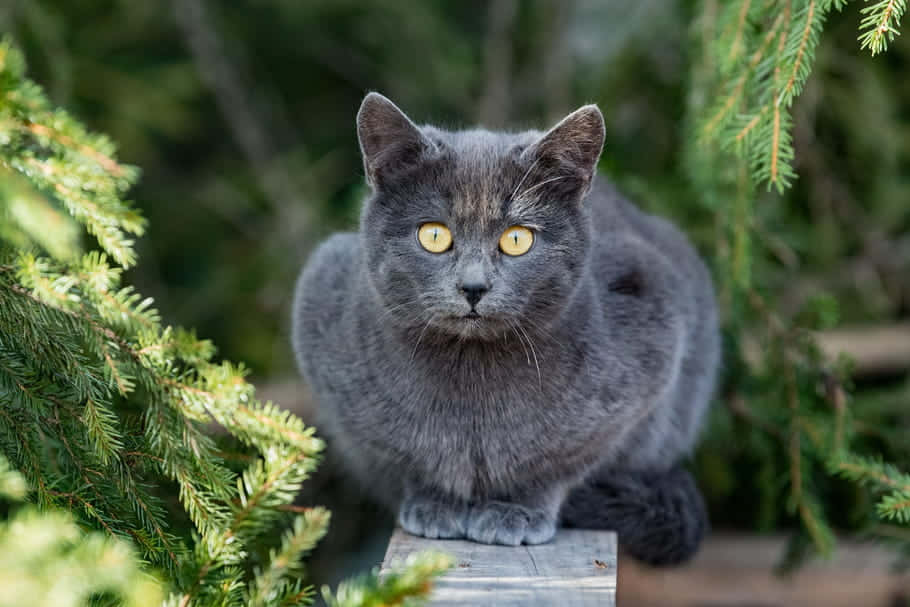 Chartreux 桌布 壁紙 — 一隻灰色貓咪擁有引人注目的黃色眼睛，警覺地坐在被綠色松枝環繞的木質表面上。