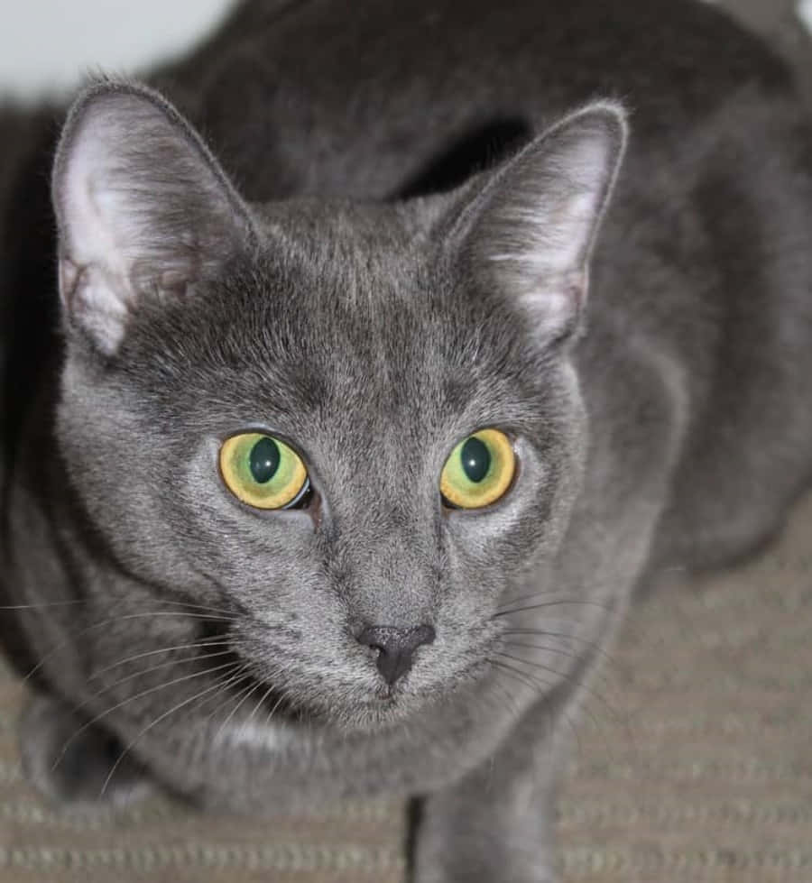 grey cat 桌布 壁紙 — 一隻灰色貓咪的特寫，擁有引人注目的綠色眼睛，正凝視著鏡頭。