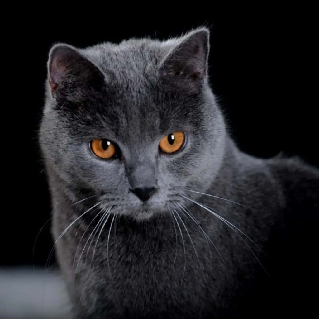 Chartreux 桌布 壁紙 — 一隻灰色貓咪的特寫，擁有引人注目的橙色眼睛，在純黑色背景下凝視著。