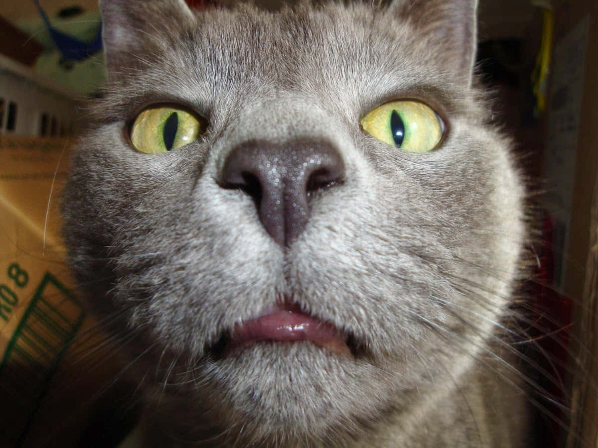 Silly Cat 桌布 壁紙 — 一隻灰色貓咪的特寫，擁有引人注目的黃色眼睛，正凝視著鏡頭。