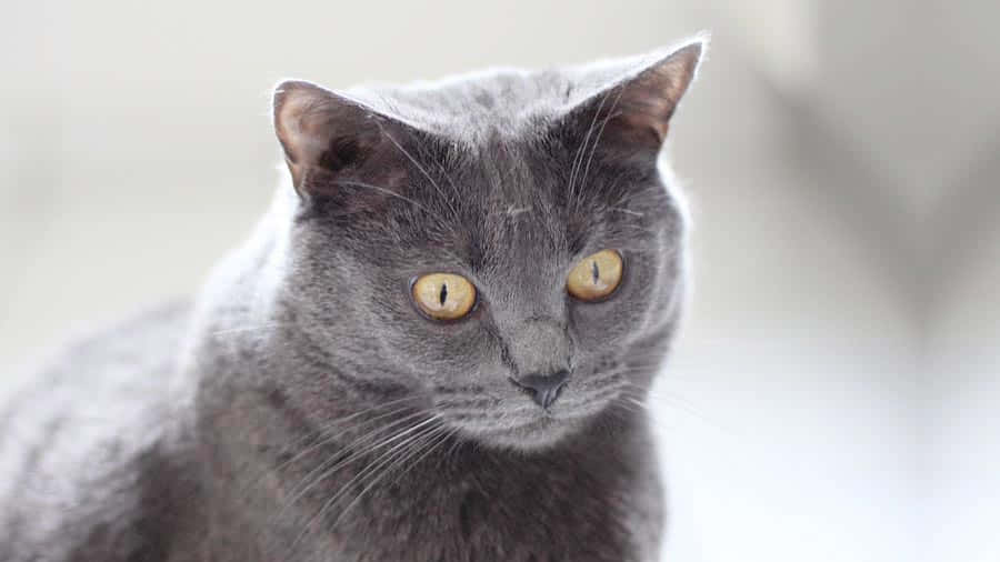 Chartreux 桌布 壁紙 — 一隻灰色貓咪的特寫，擁有引人注目的黃色眼睛，在柔和模糊的背景前專注地凝視。
